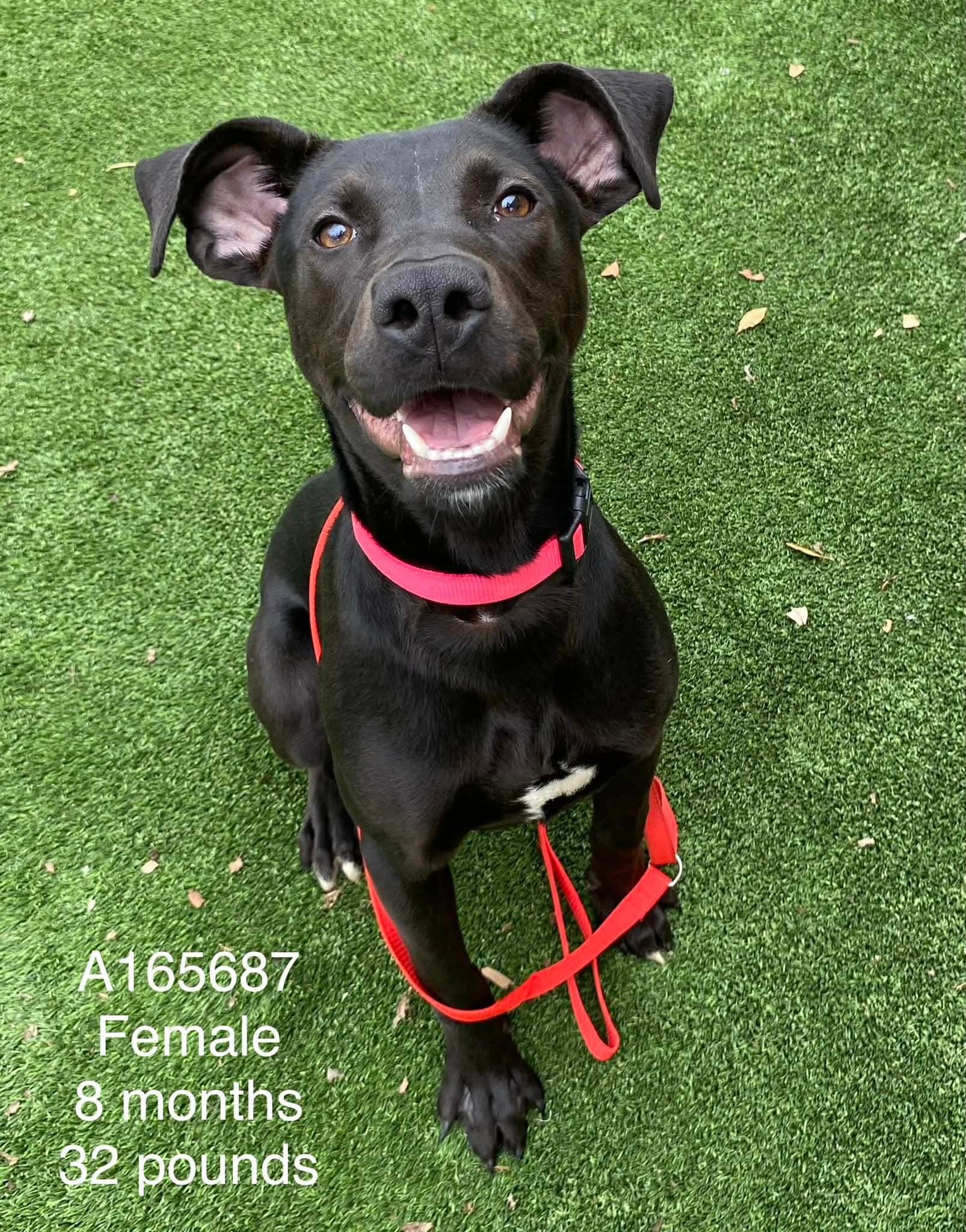 Cheyenne - Pit Bull Terrier Mix available for adoption at BARCS Rescue in Calgary