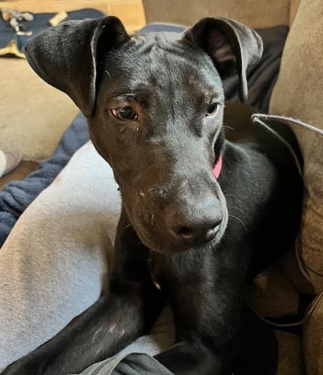 Cheyenne - Pit Bull Terrier Mix available for adoption at BARCS Rescue in Calgary
