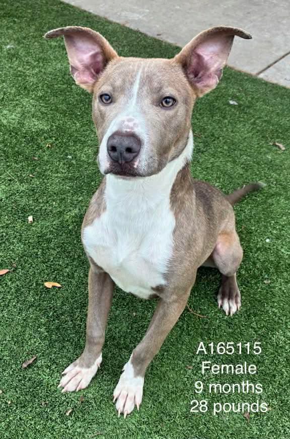 Jean - Pit Bull Terrier Mix available for adoption at BARCS Rescue in Calgary