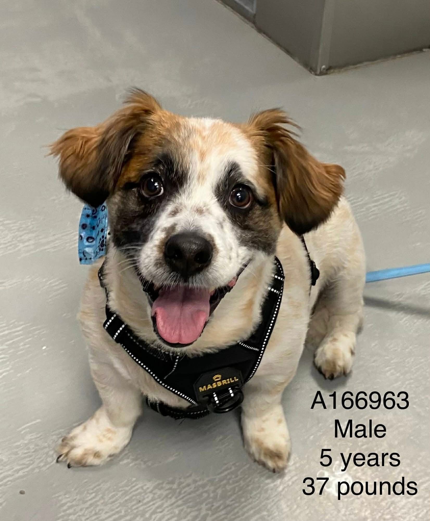 Colt - Welsh Corgi Mix available for adoption at BARCS Rescue in Calgary