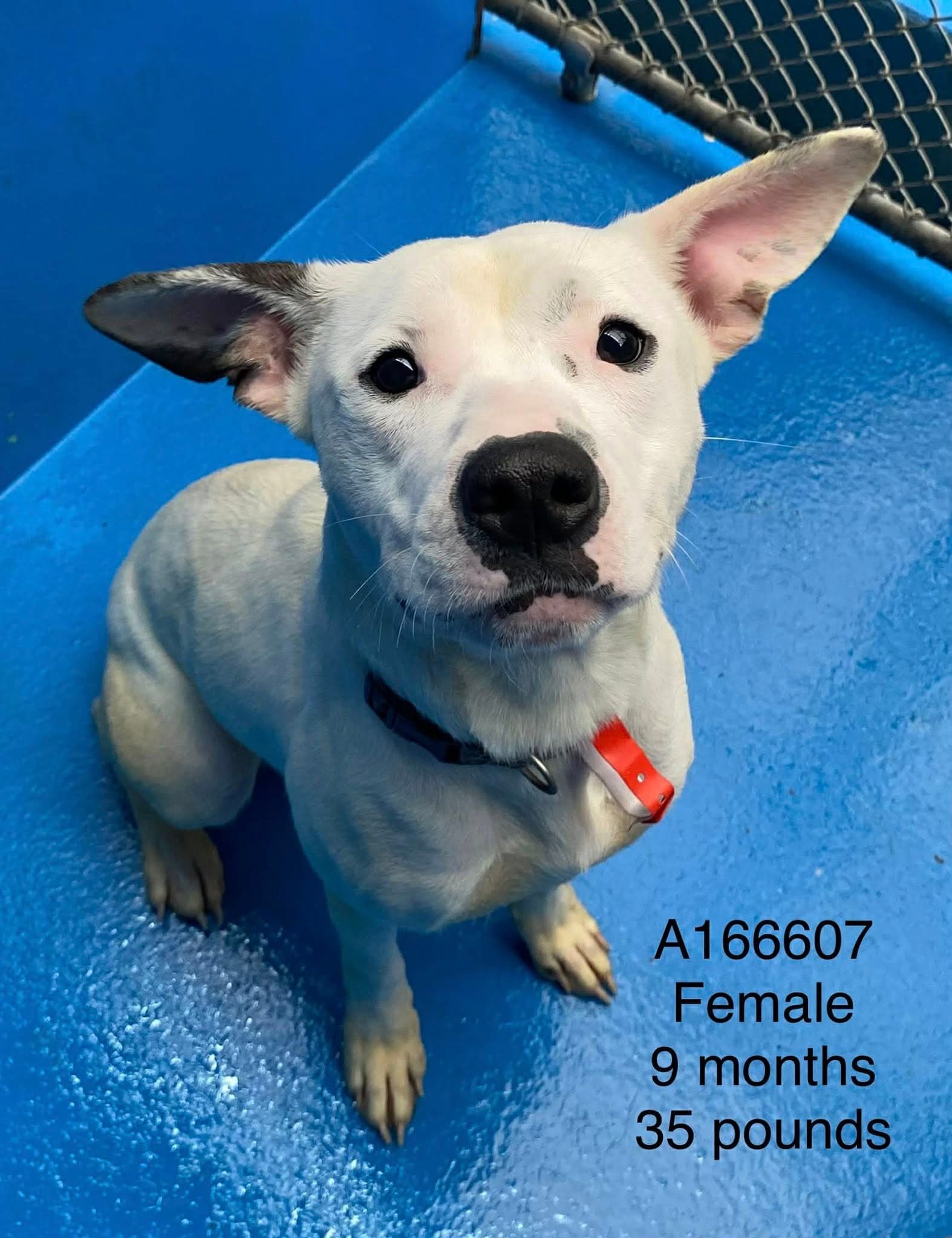 Sequin - Pit Bull Terrier Mix available for adoption at BARCS Rescue in Calgary