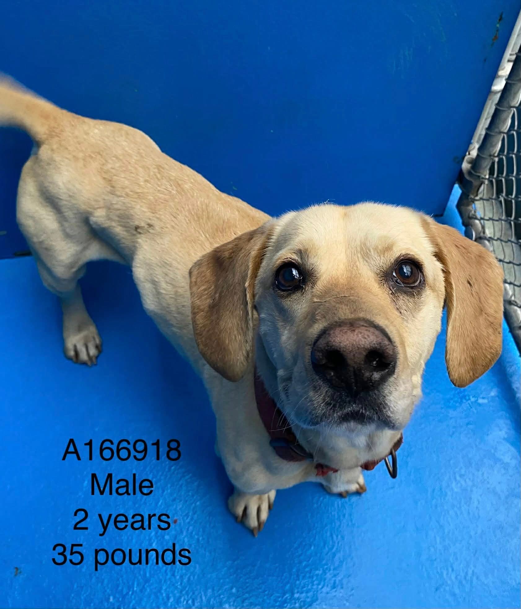 Honky Tonk - Beagle Mix available for adoption at BARCS Rescue in Calgary