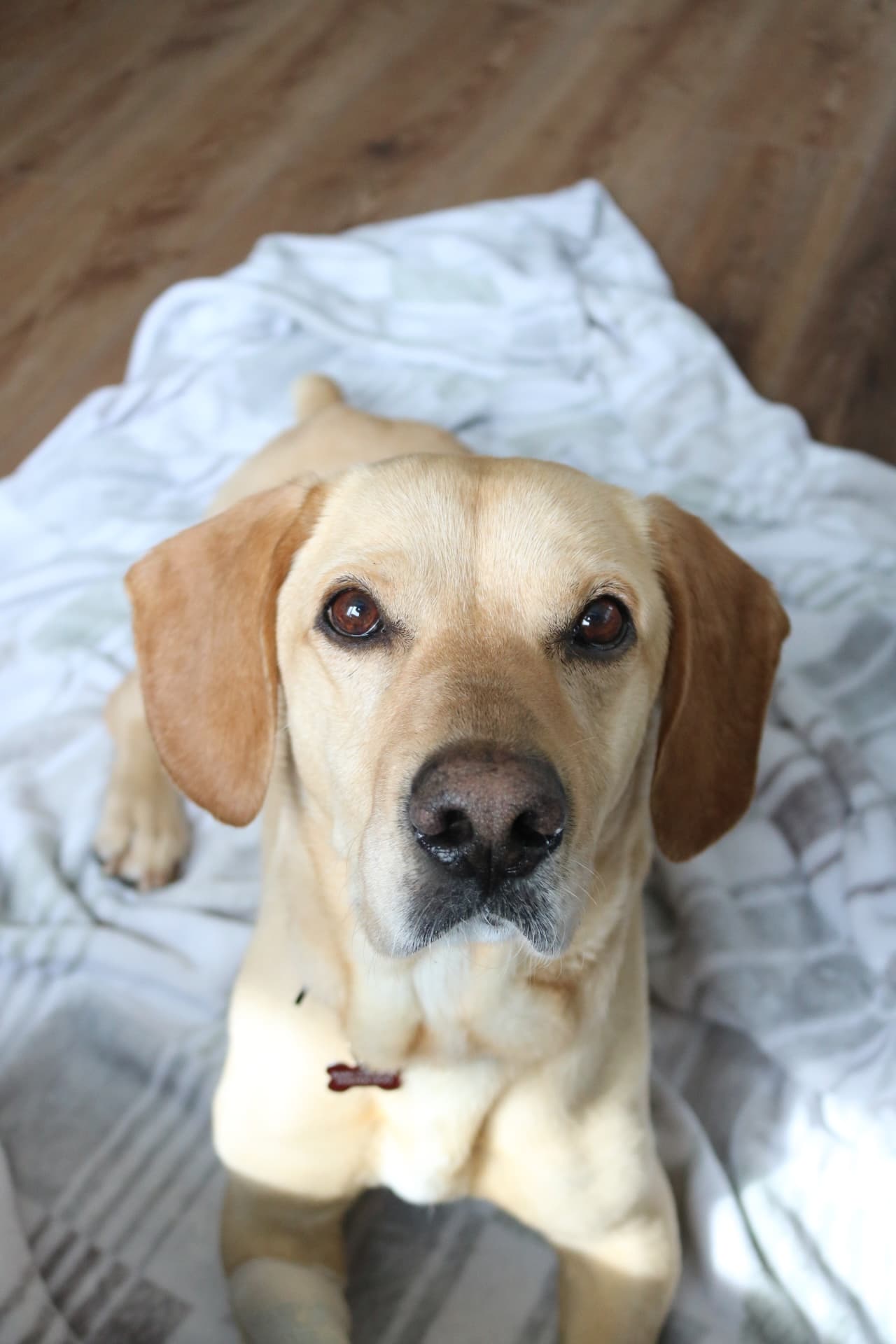 Honky Tonk - Beagle Mix available for adoption in Calgary