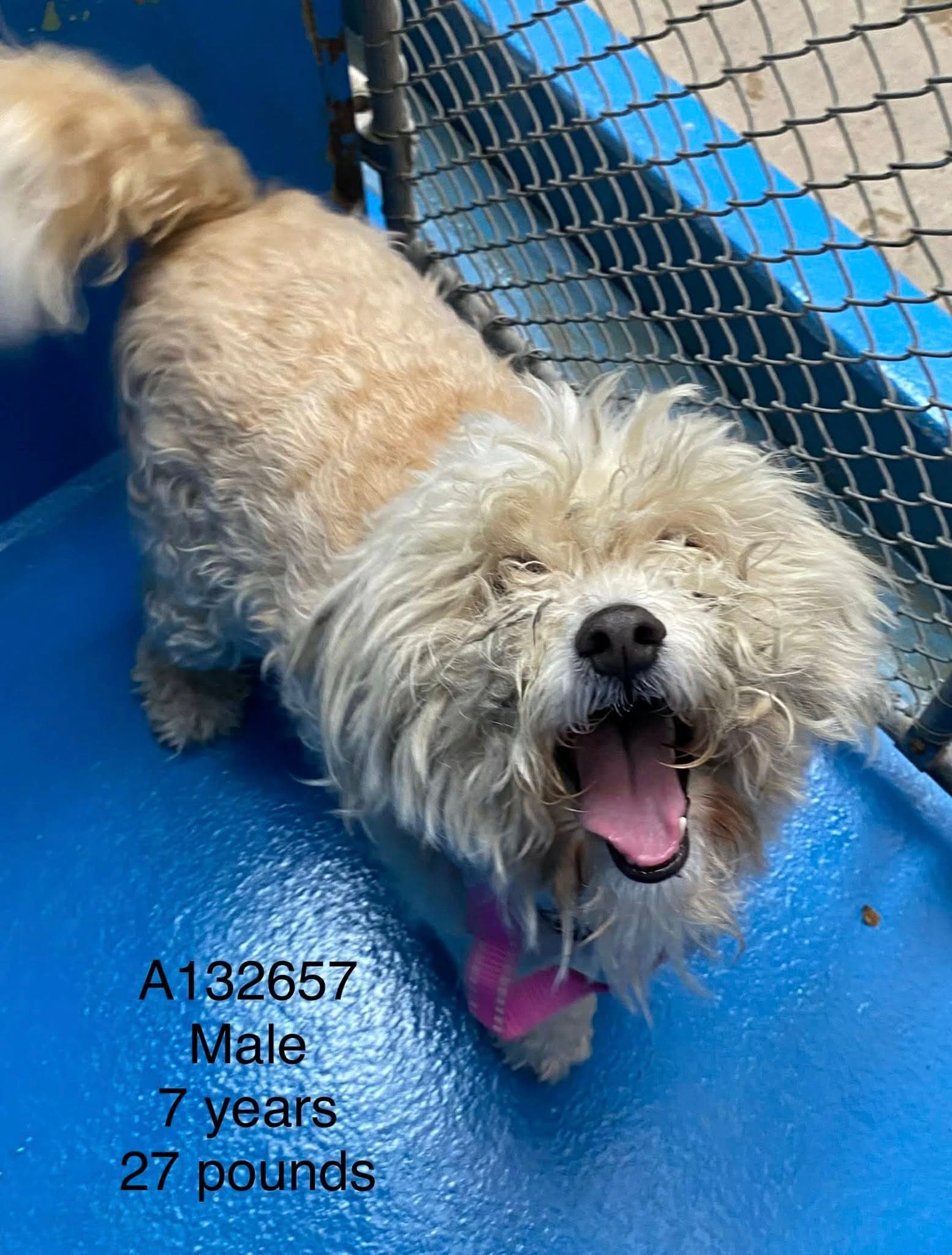 Buckle - Maltese Mix available for adoption in Calgary