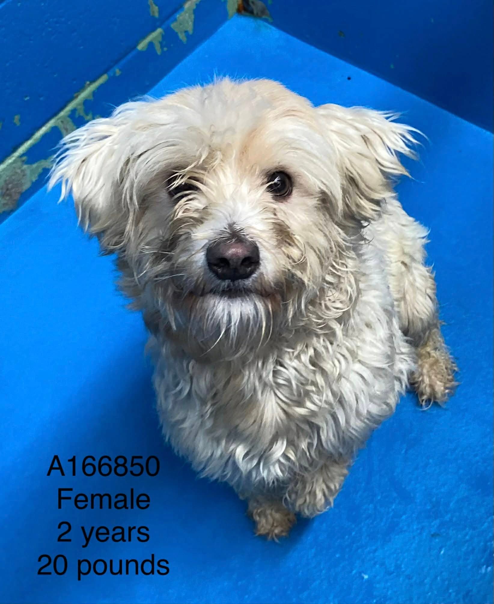 Sierra - Maltese Mix available for adoption at BARCS Rescue in Calgary