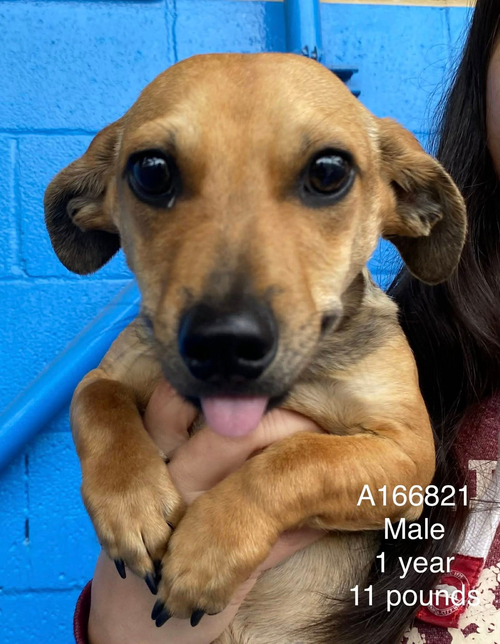 Wesson - Dachshund Mix available for adoption at BARCS Rescue in Calgary