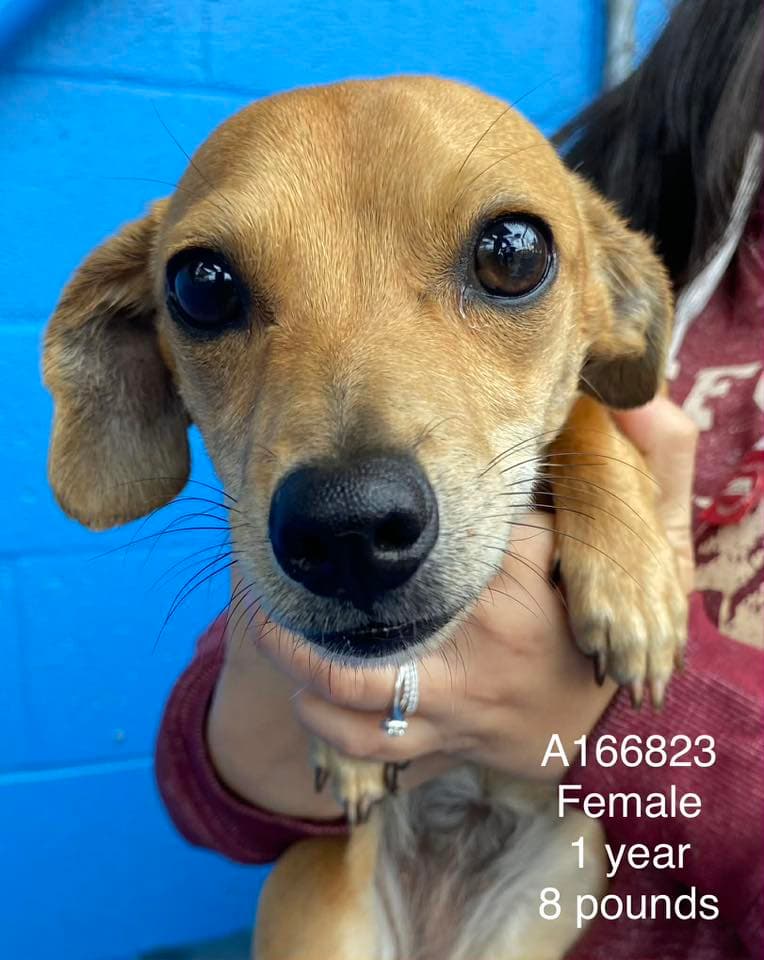 Smith - Dachshund Mix available for adoption at BARCS Rescue in Calgary