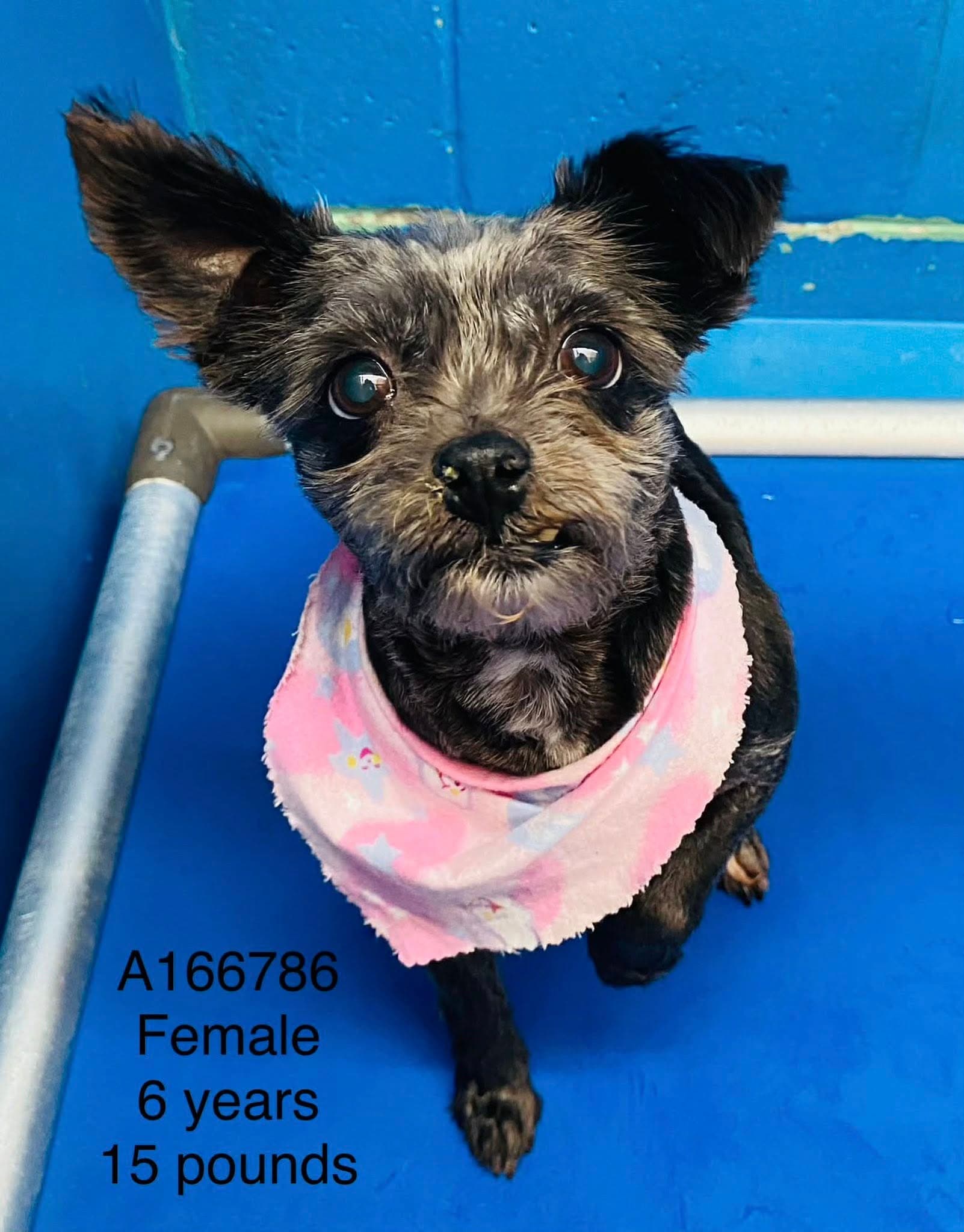 Goldie - Terrier Mix available for adoption in Calgary