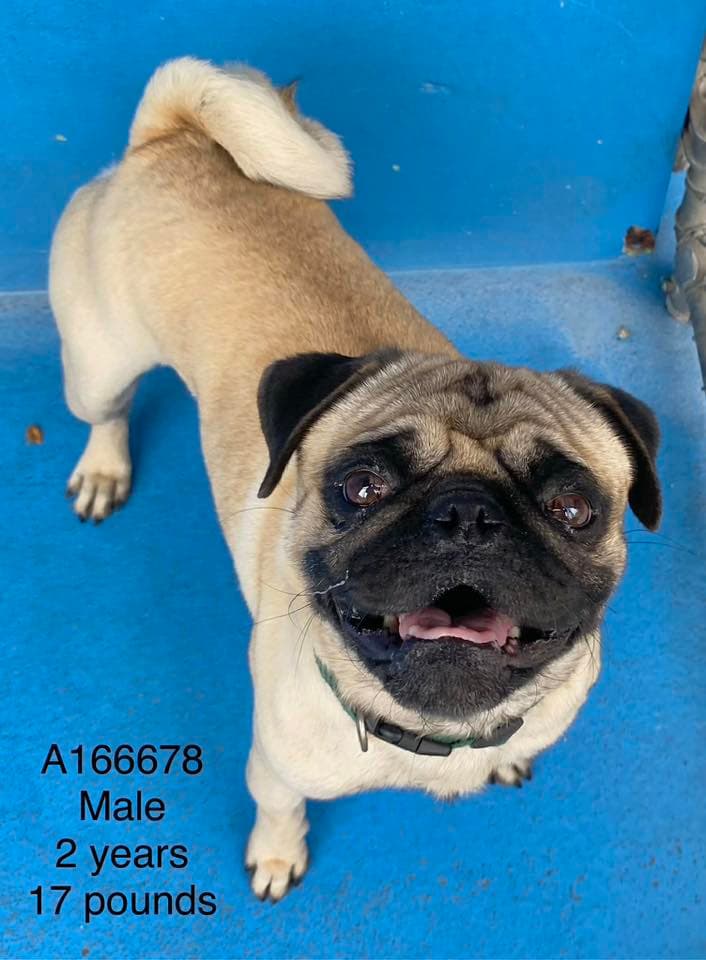 Levi - Pug Mix available for adoption at BARCS Rescue in Calgary