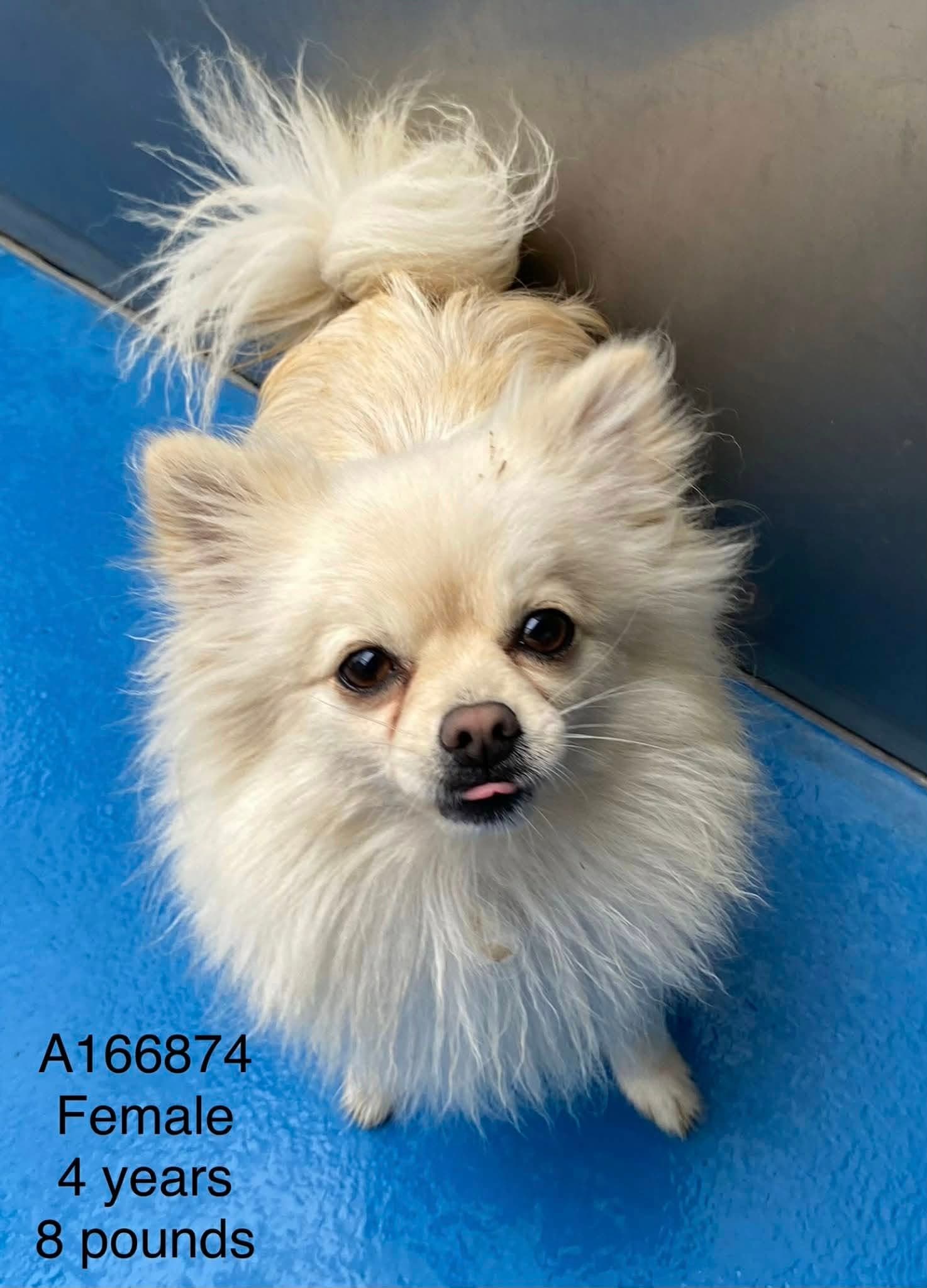 Glitz - Pomeranian Mix available for adoption in Calgary