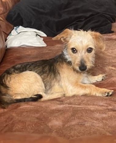 Fringe - Dachshund Mix available for adoption in Calgary