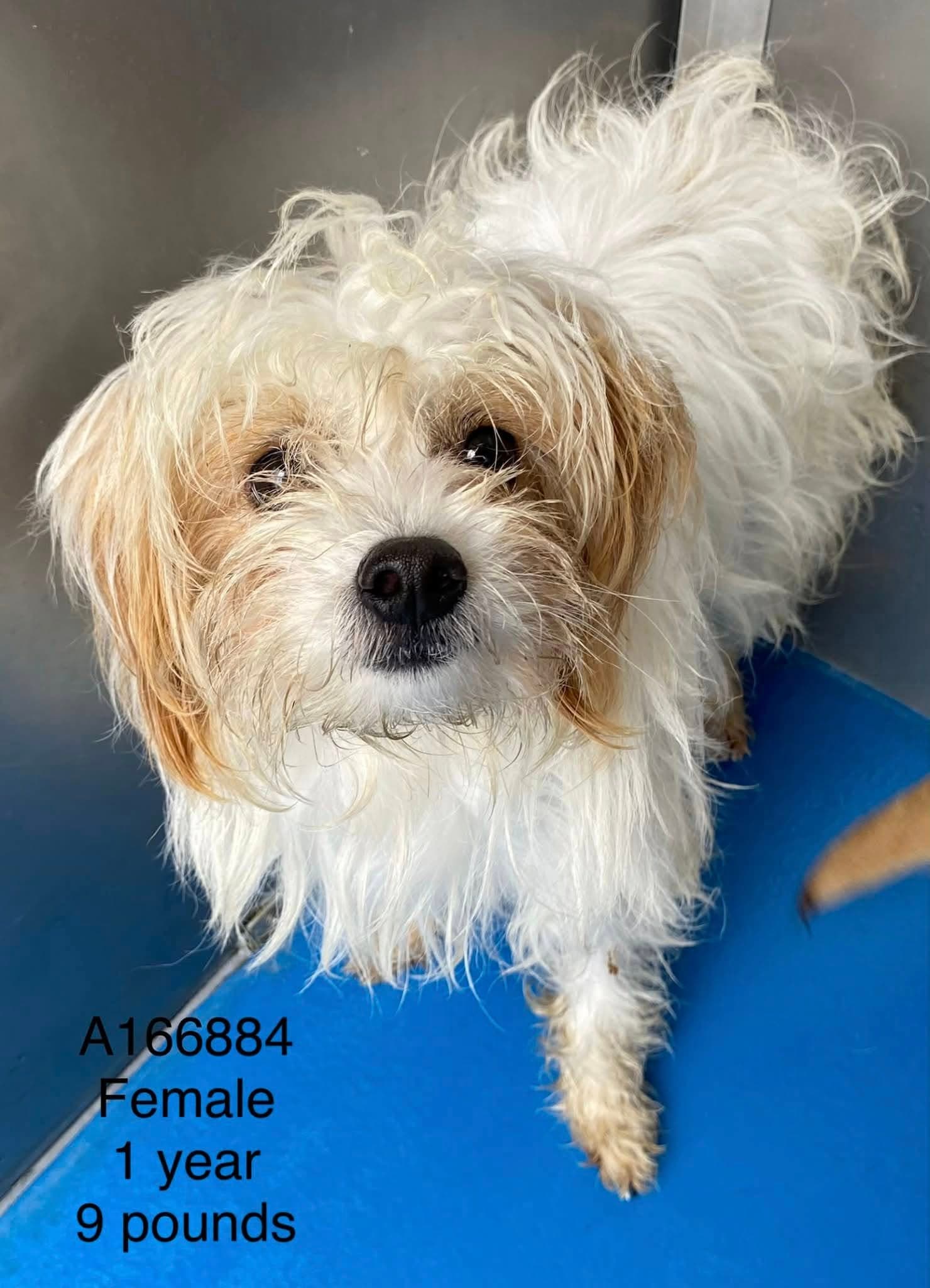 Rodeo Queen - Terrier Mix available for adoption at BARCS Rescue in Calgary