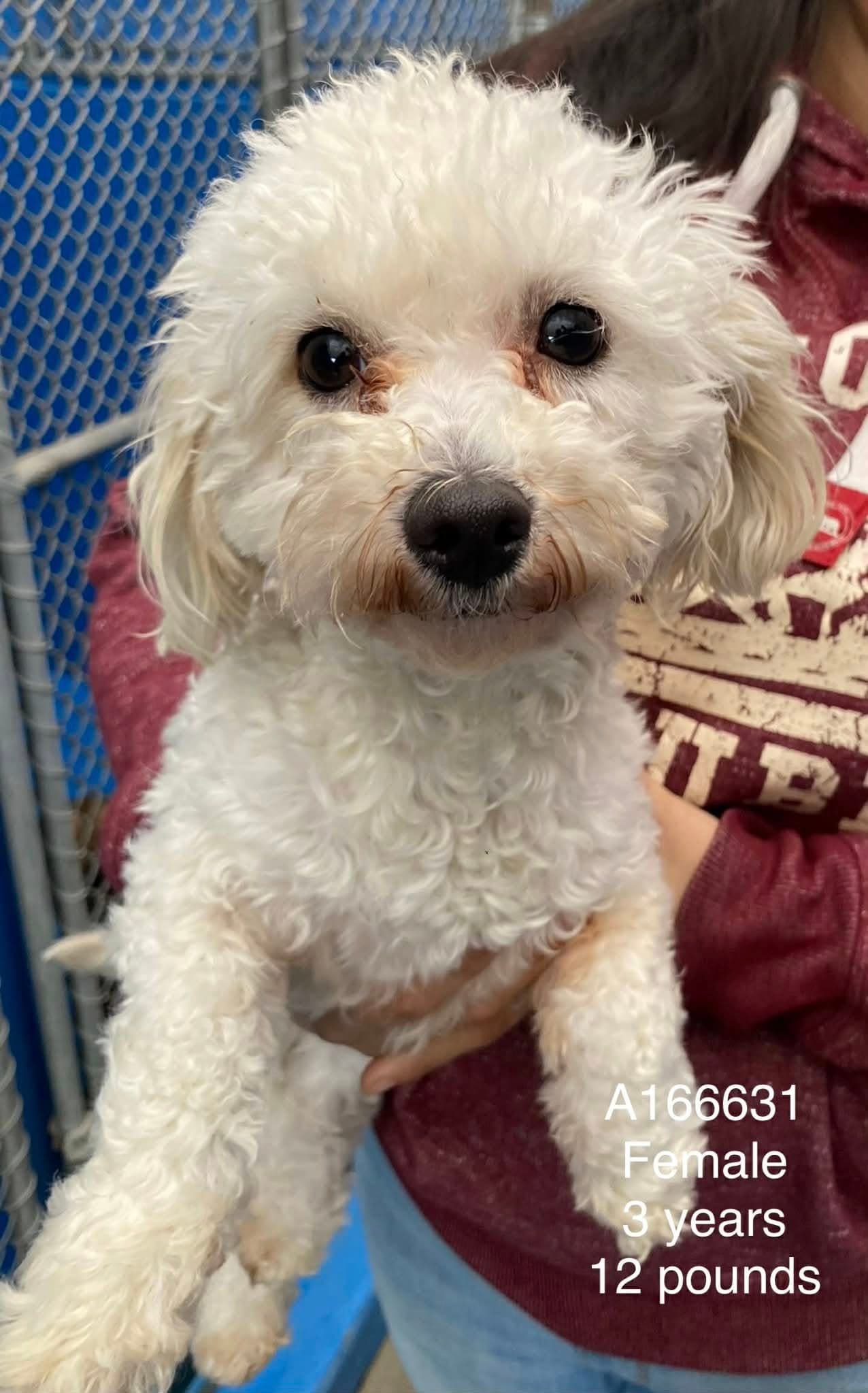 Lucky Luxe - Miniature Poodle Mix available for adoption at BARCS Rescue in Calgary