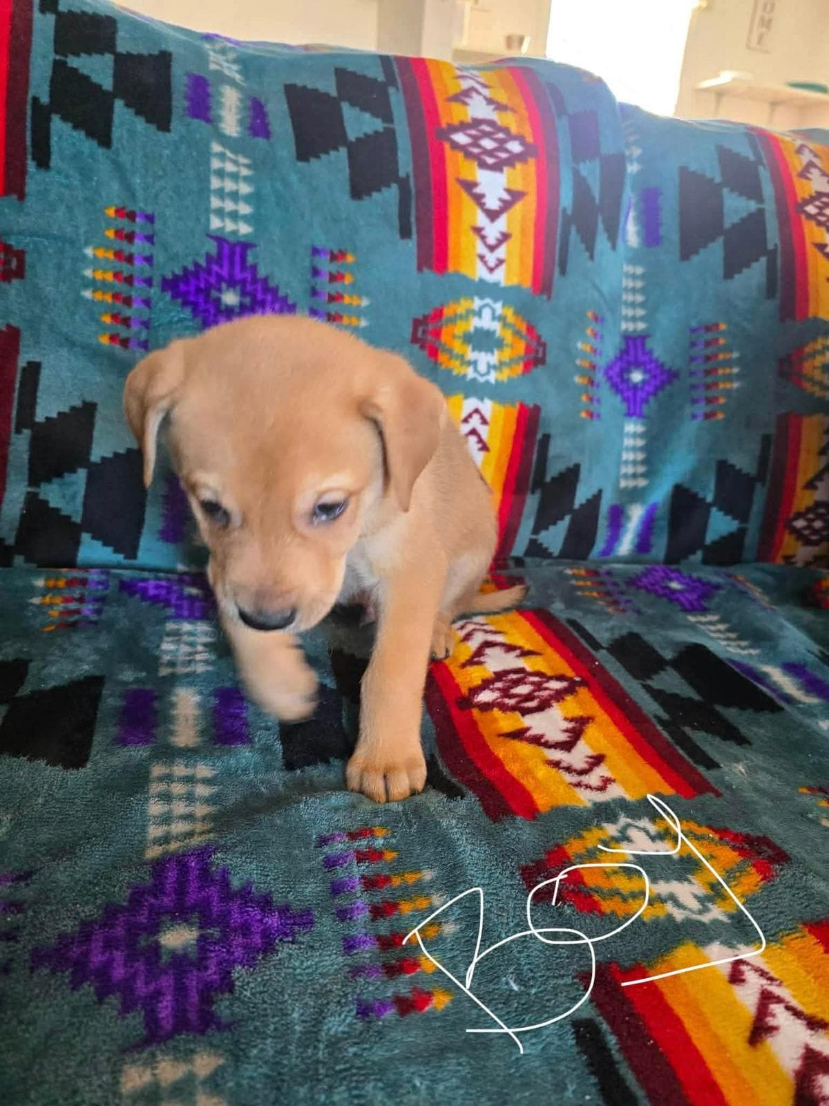 Dijon - Bernese Mountain Dog/Lab/Mastiff Mix available for adoption at BARCS Rescue in Calgary