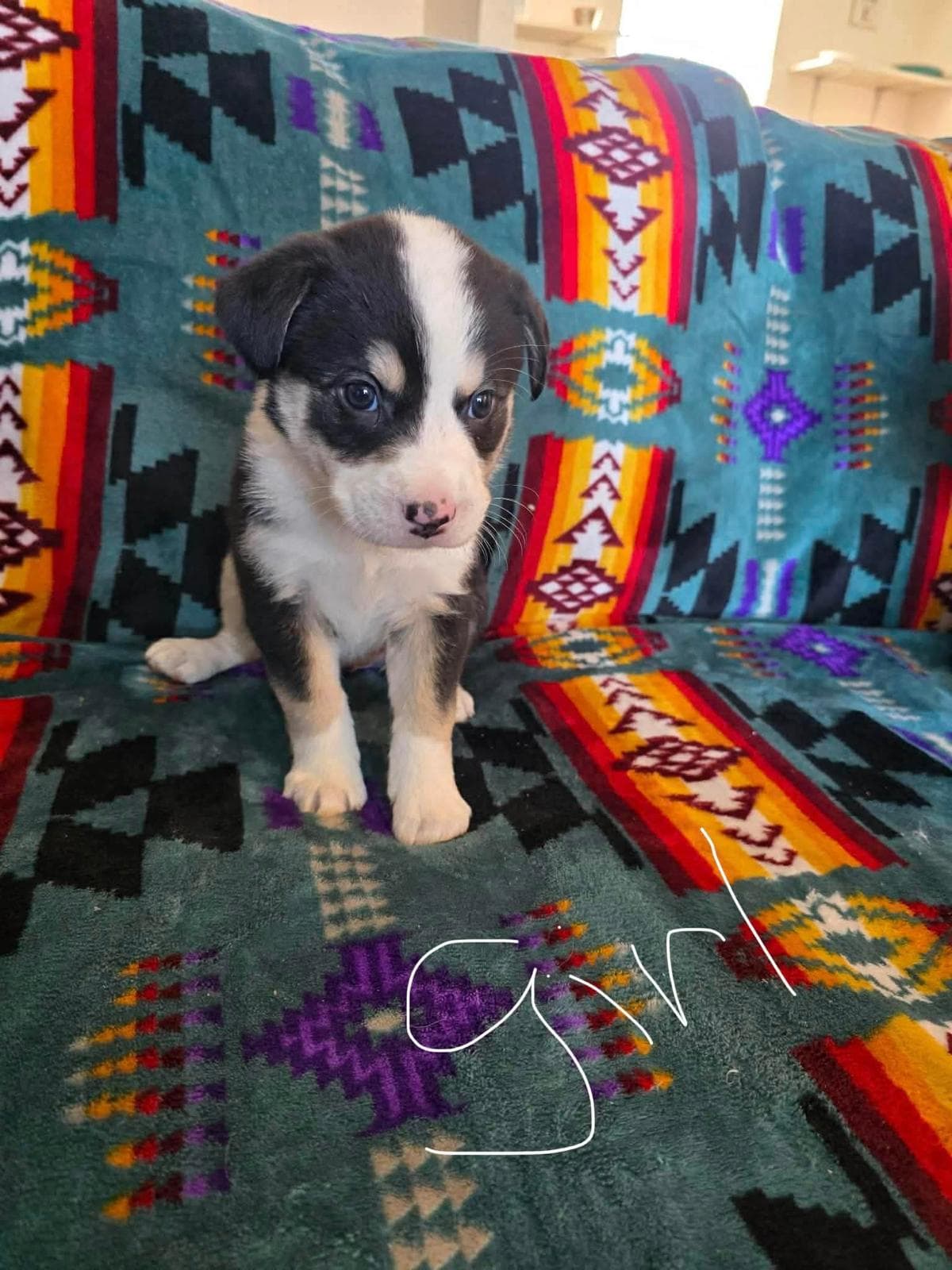 Mayo - Bernese Mountain Dog/Lab/Mastiff Mix available for adoption at BARCS Rescue in Calgary