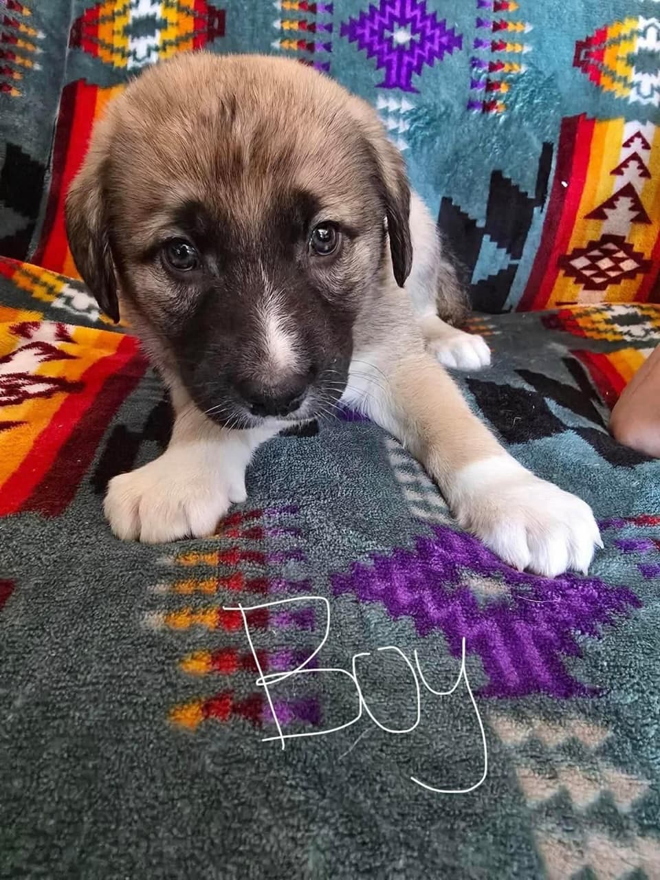 Ketchup - Bernese Mountain Dog/Lab/Mastiff Mix available for adoption at BARCS Rescue in Calgary