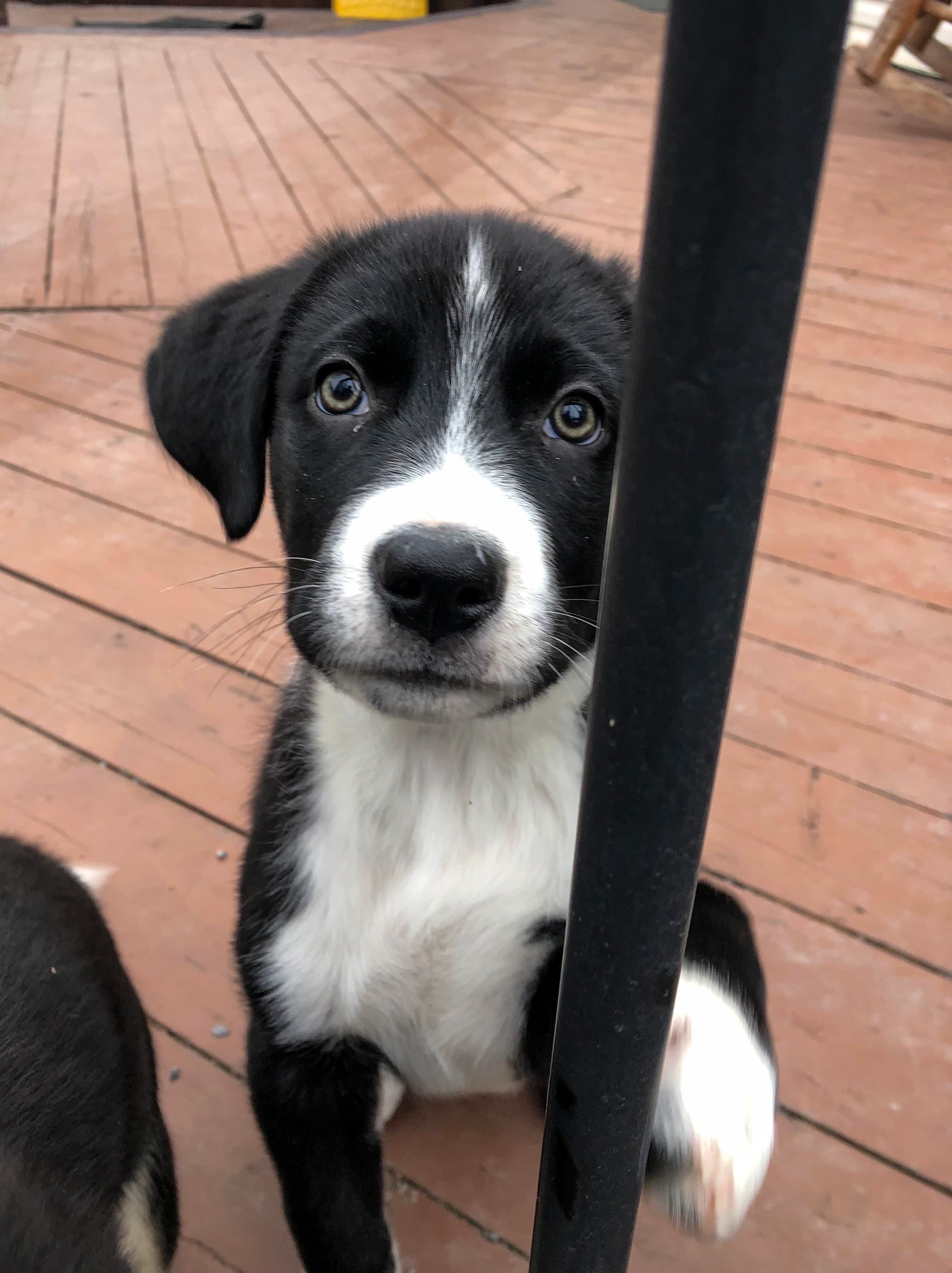 Honey Mustard - Bernese Mountain Dog/Lab/Mastiff Mix available for adoption in Calgary