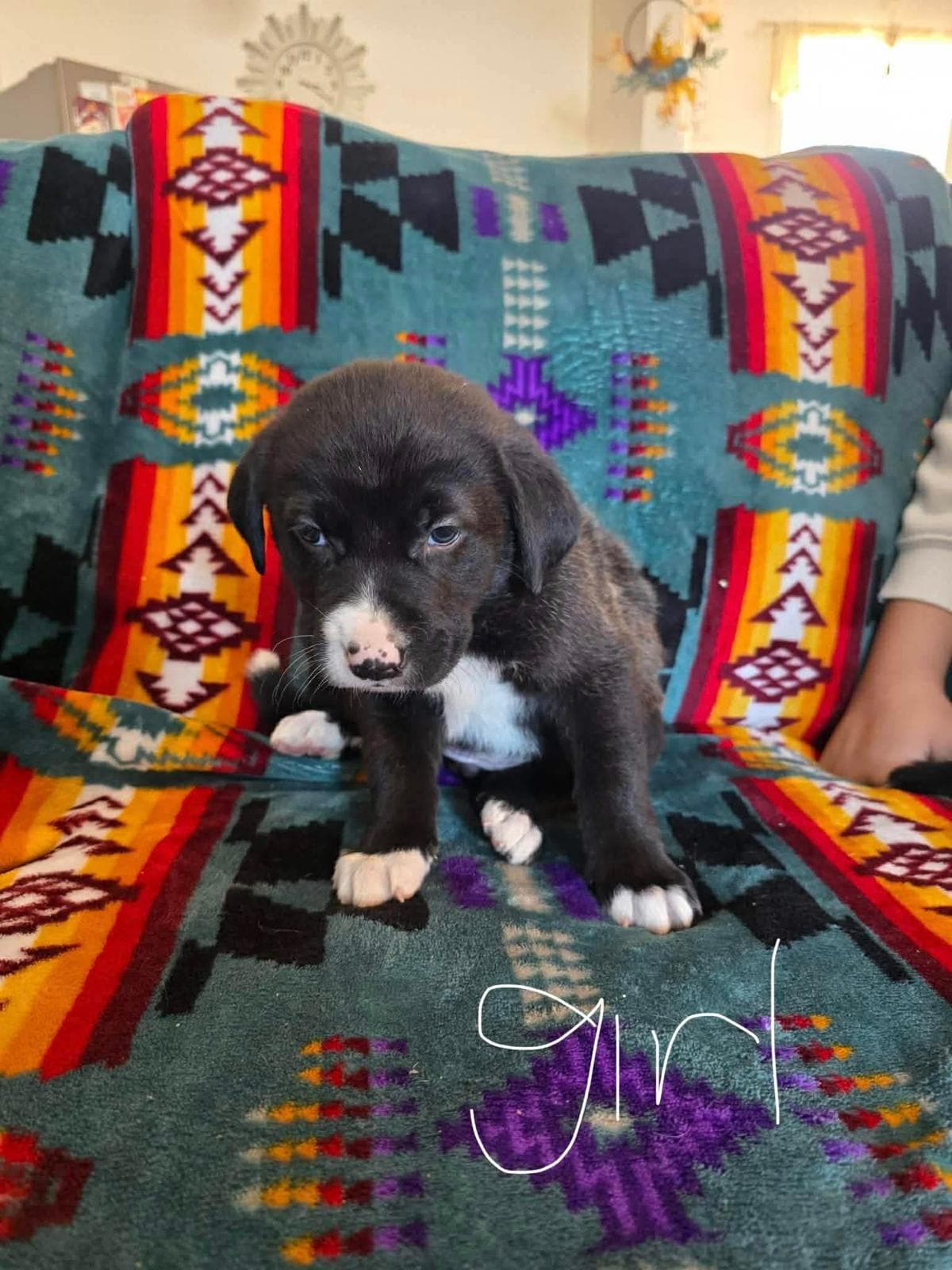 Relish - Bernese Mountain Dog/Lab/Mastiff Mix available for adoption at BARCS Rescue in Calgary