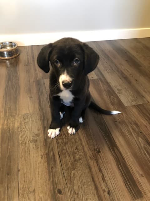Relish - Bernese Mountain Dog/Lab/Mastiff Mix available for adoption in Calgary
