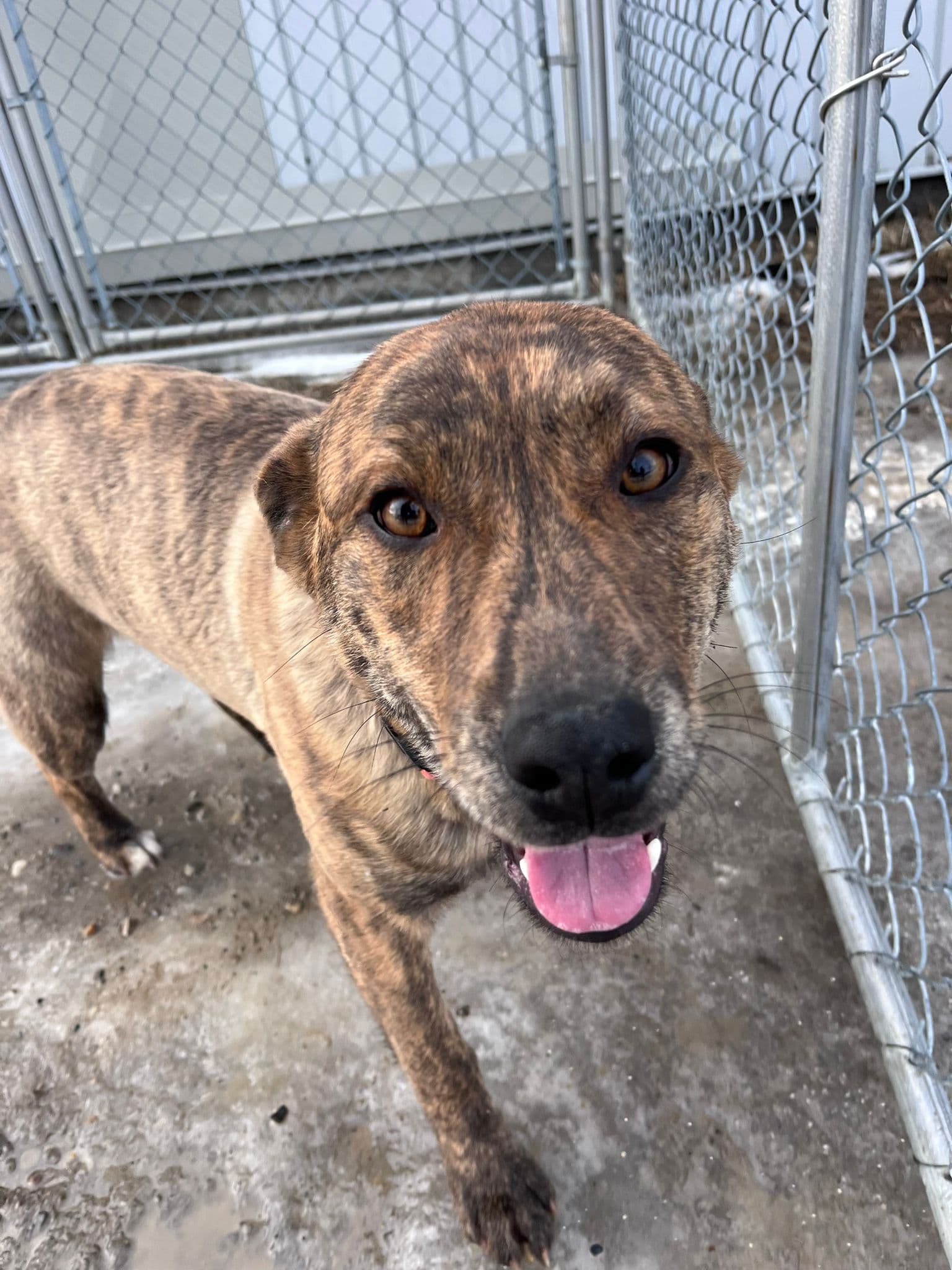 Paddy - Pit Bull Terrier Mix available for adoption at BARCS Rescue in Calgary