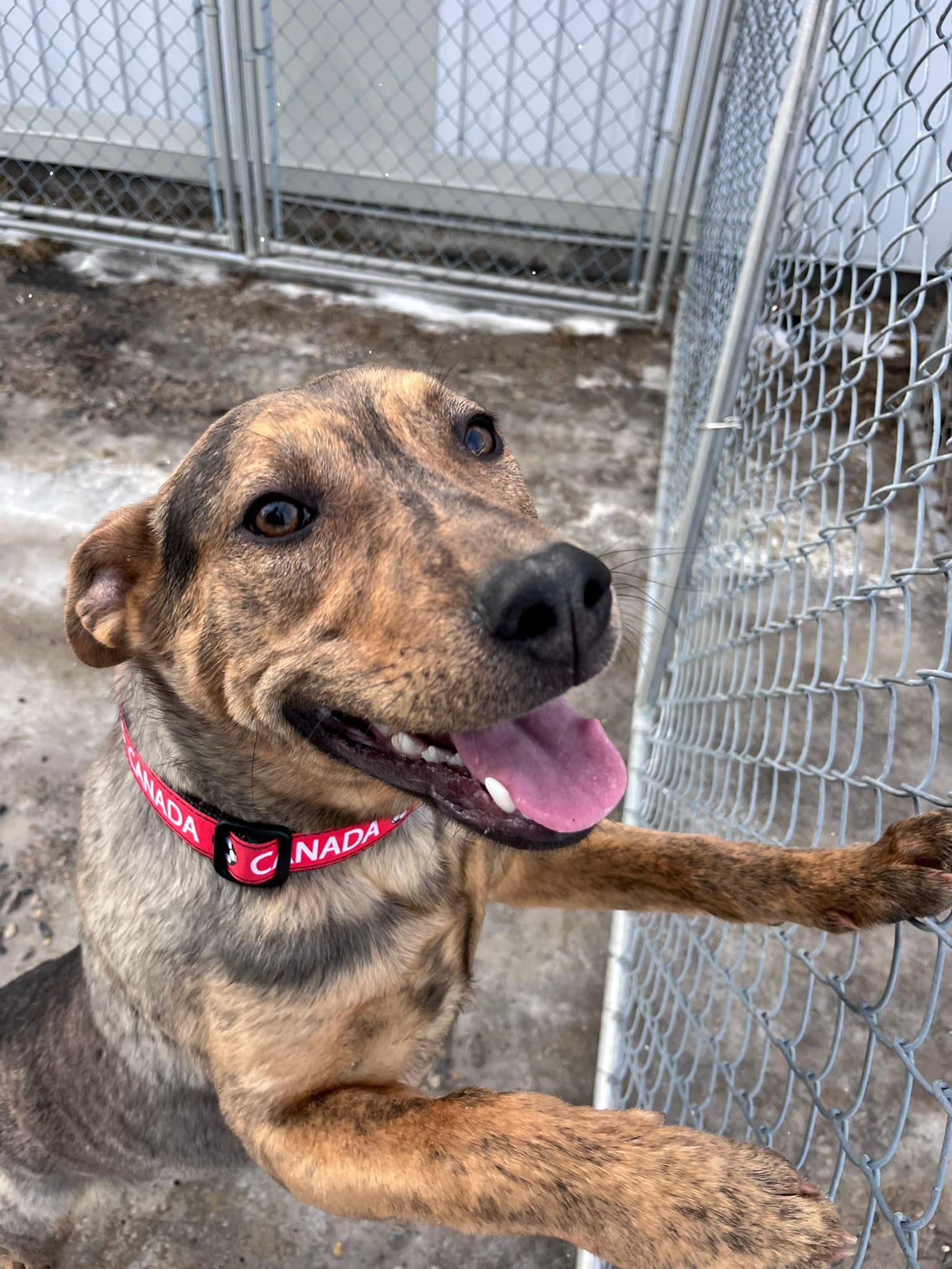 Declan - Pit Bull Terrier Mix available for adoption at BARCS Rescue in Calgary