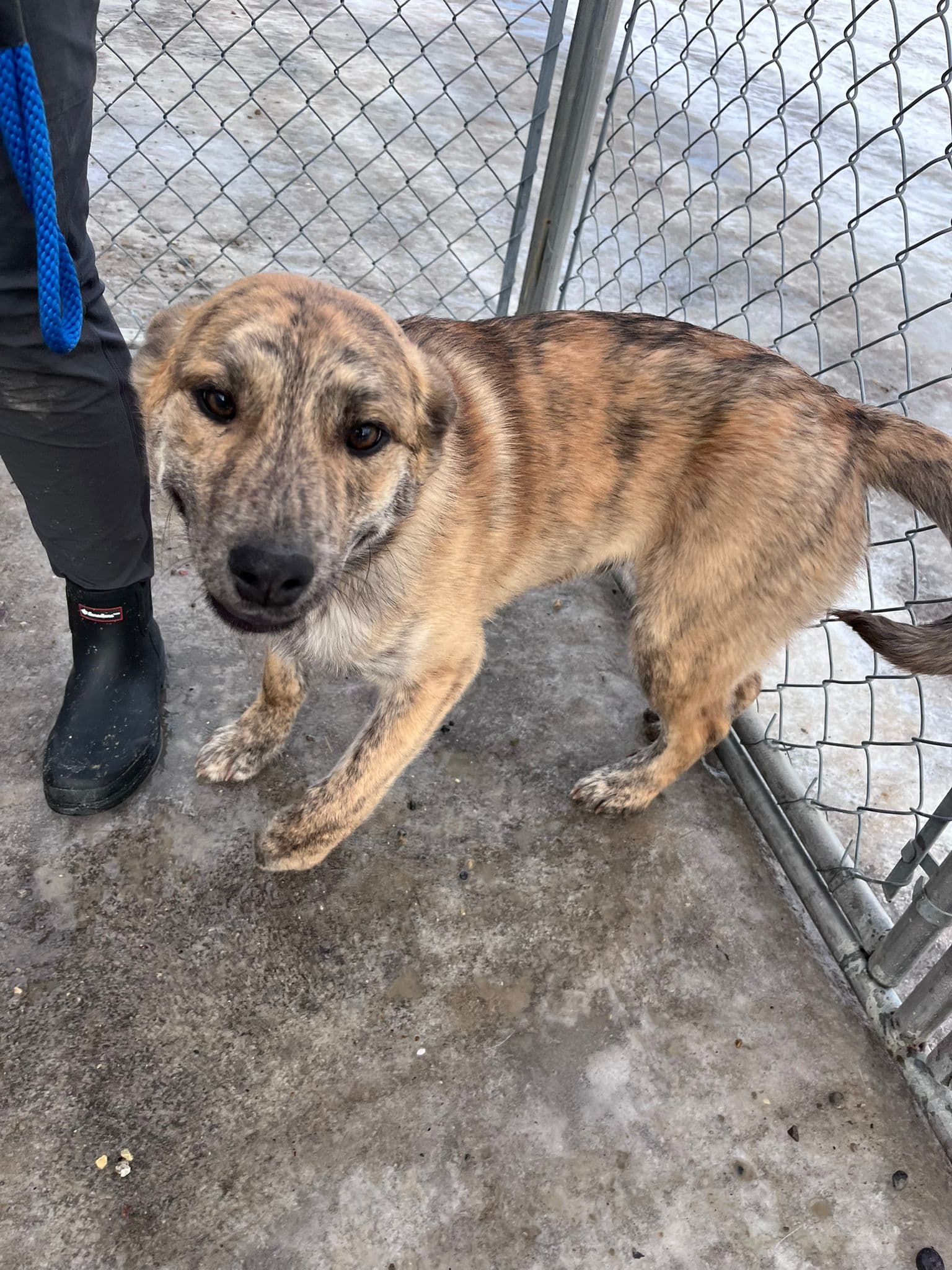 Conan - Pit Bull Terrier Mix available for adoption at BARCS Rescue in Calgary