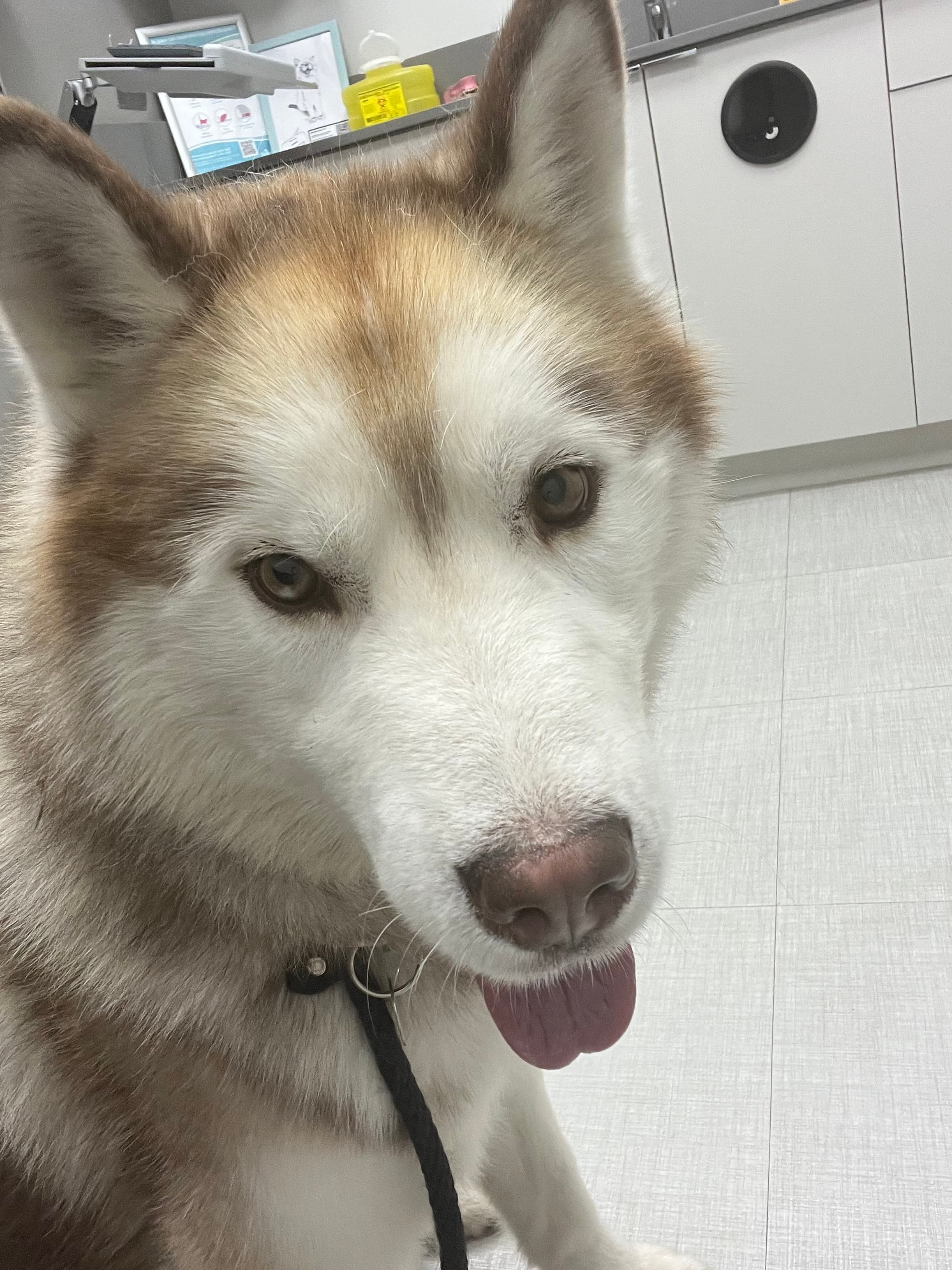 Kai - Husky Mix available for adoption at BARCS Rescue in Calgary