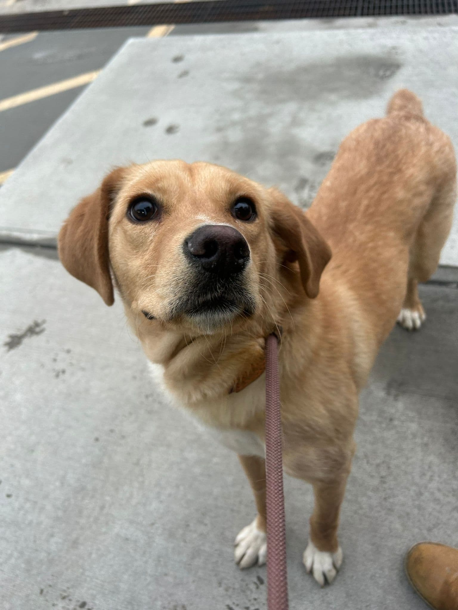 Apple - Lab Mix available for adoption in Calgary