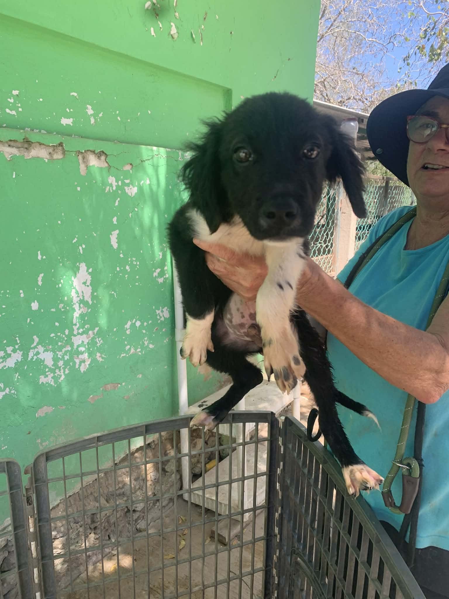 Osito - Lab/Spaniel Mix available for adoption at BARCS Rescue in Calgary