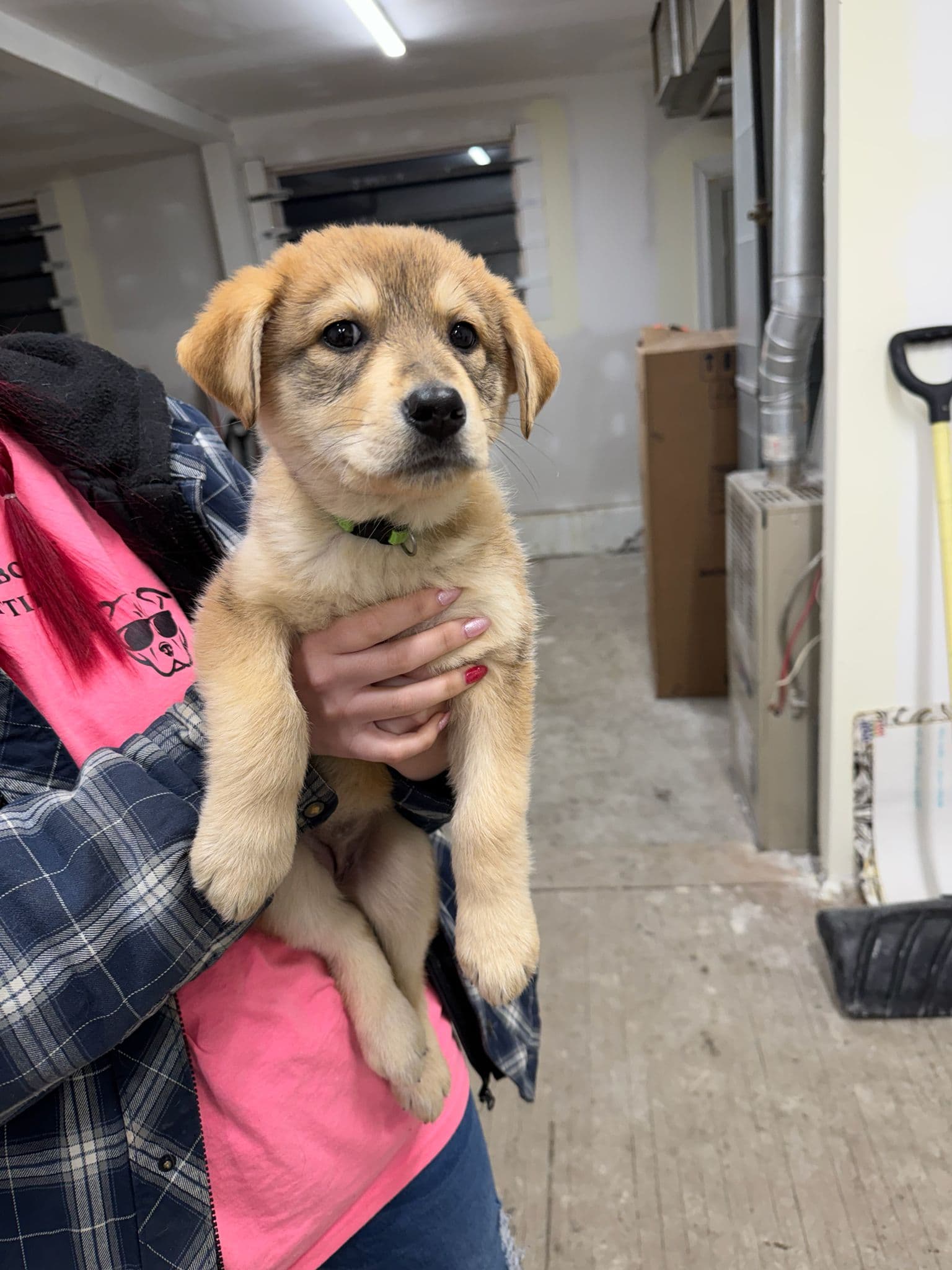 Sourdough - Shepherd Mix available for adoption at BARCS Rescue in Calgary