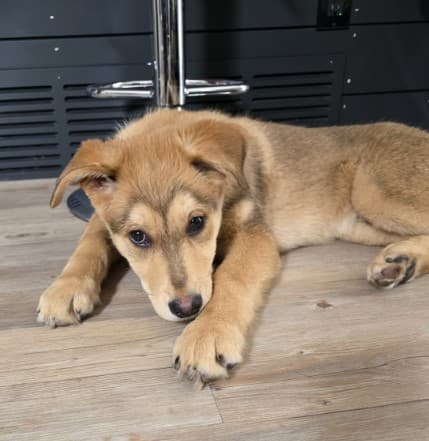 Baguette - Shepherd Mix available for adoption in Calgary