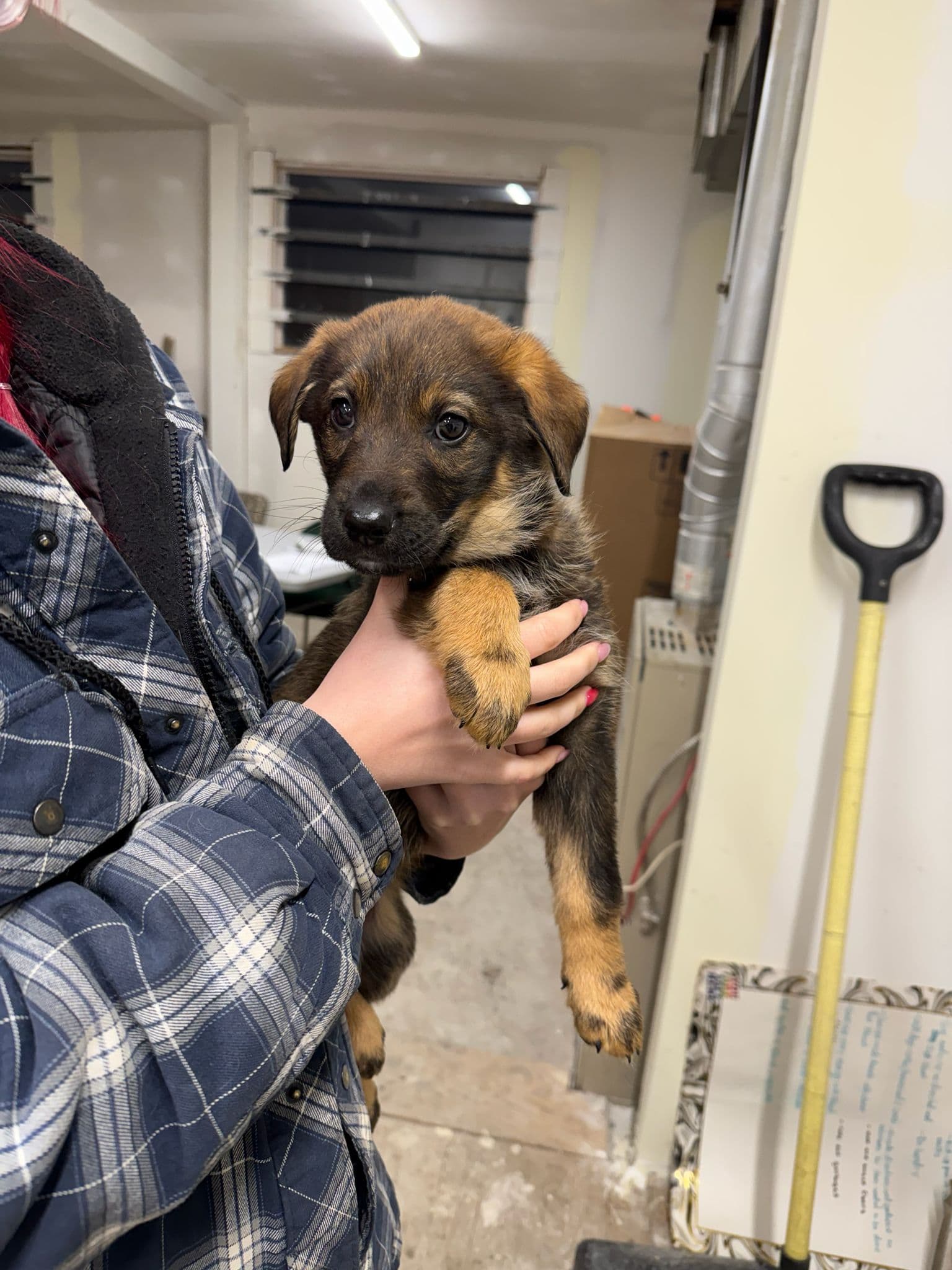 Pumpernickel - Shepherd Mix available for adoption at BARCS Rescue in Calgary