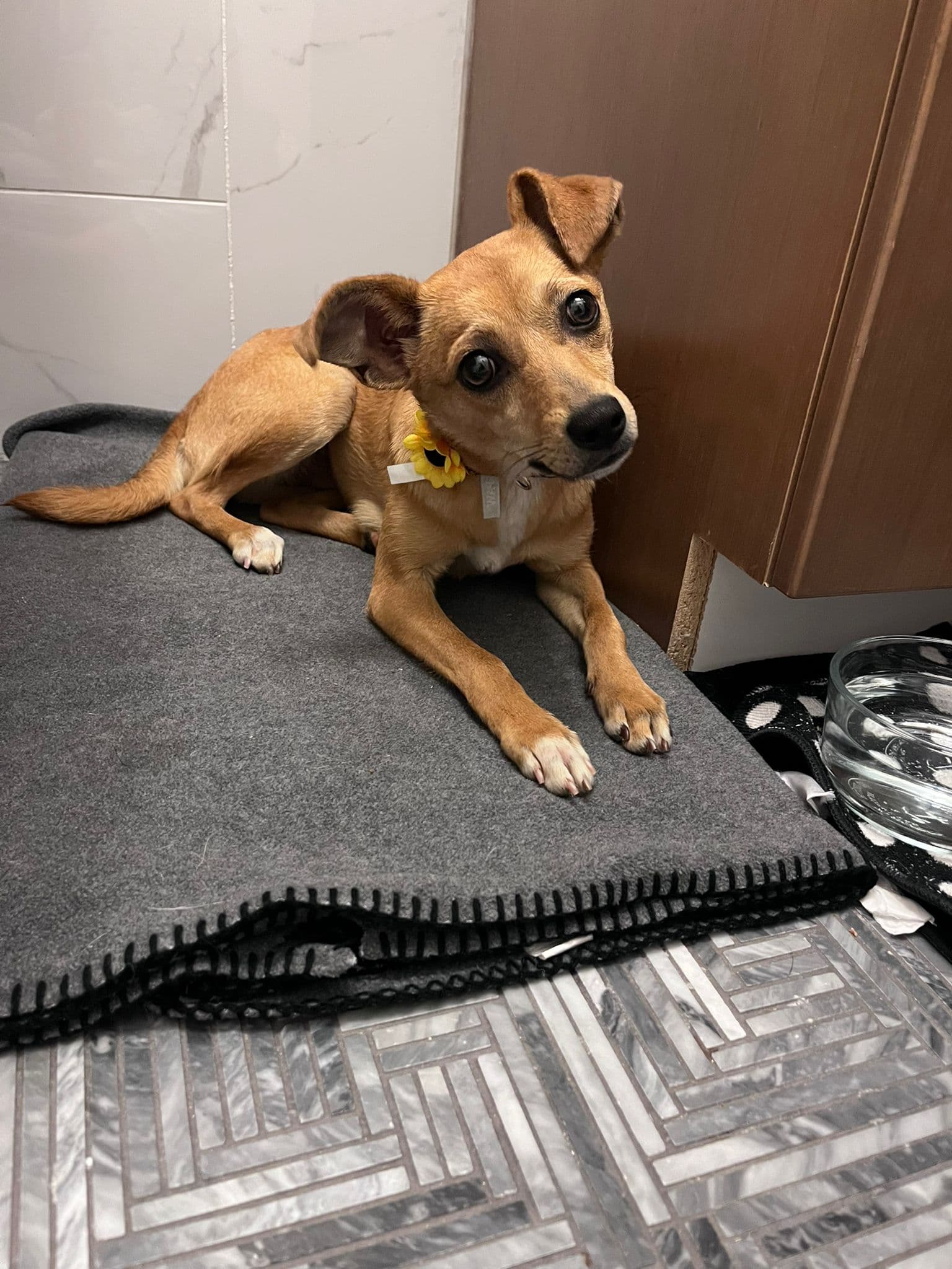 Opal - Chihuahua Mix available for adoption at BARCS Rescue in Calgary