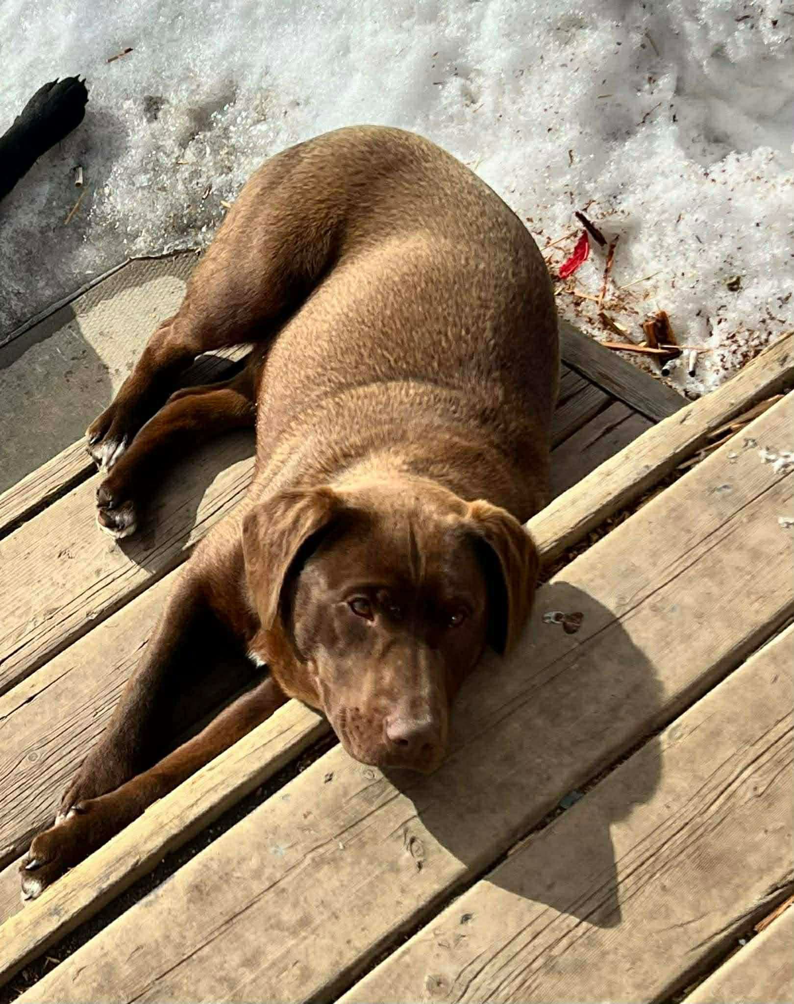 Mavis - Lab Mix available for adoption at BARCS Rescue in Calgary