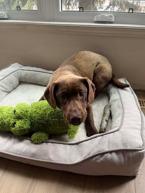 Mavis - Lab Mix available for adoption in Calgary
