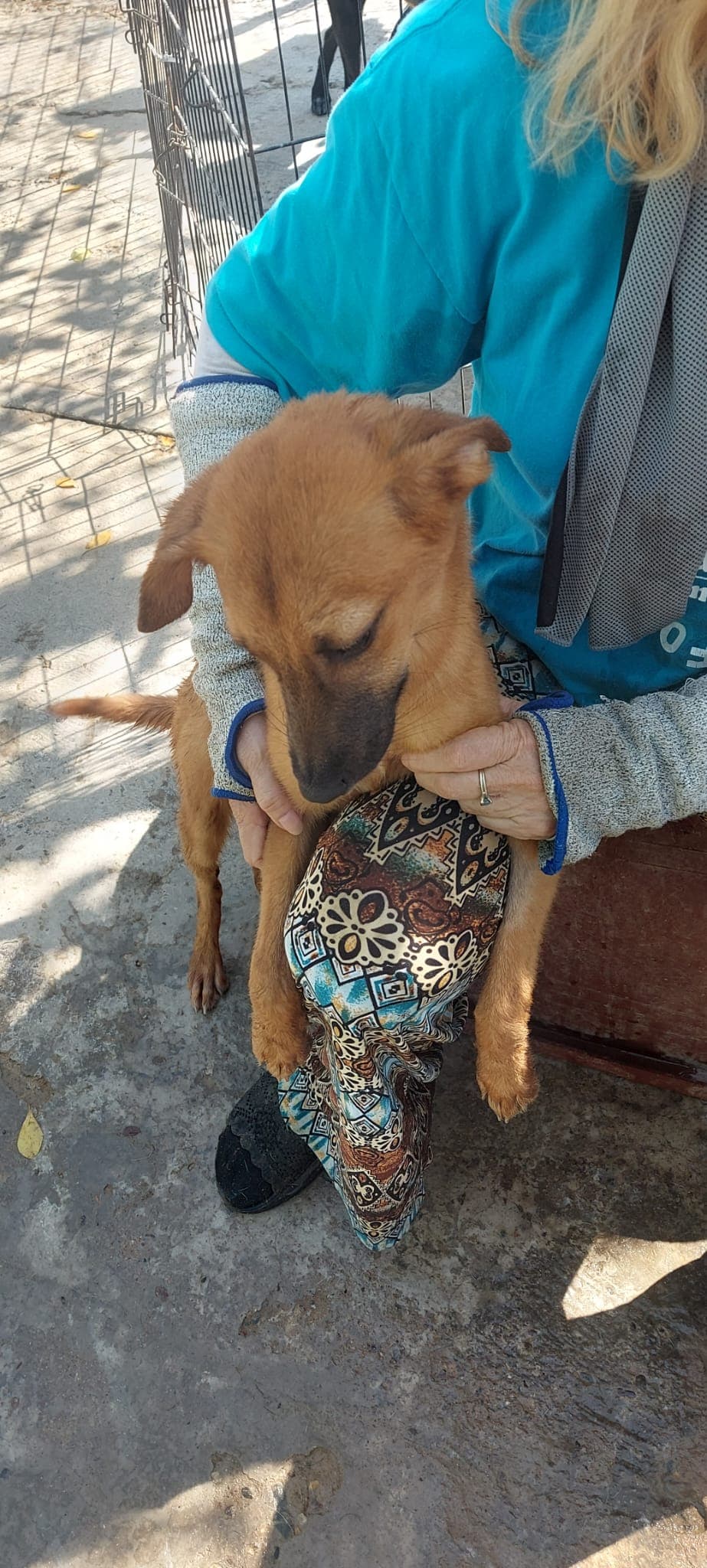 Layla Sol - Lab/Spaniel Mix available for adoption at BARCS Rescue in Calgary