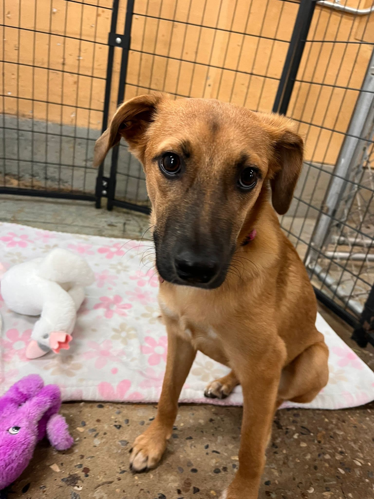 Layla Sol - Lab/Spaniel Mix available for adoption in Calgary
