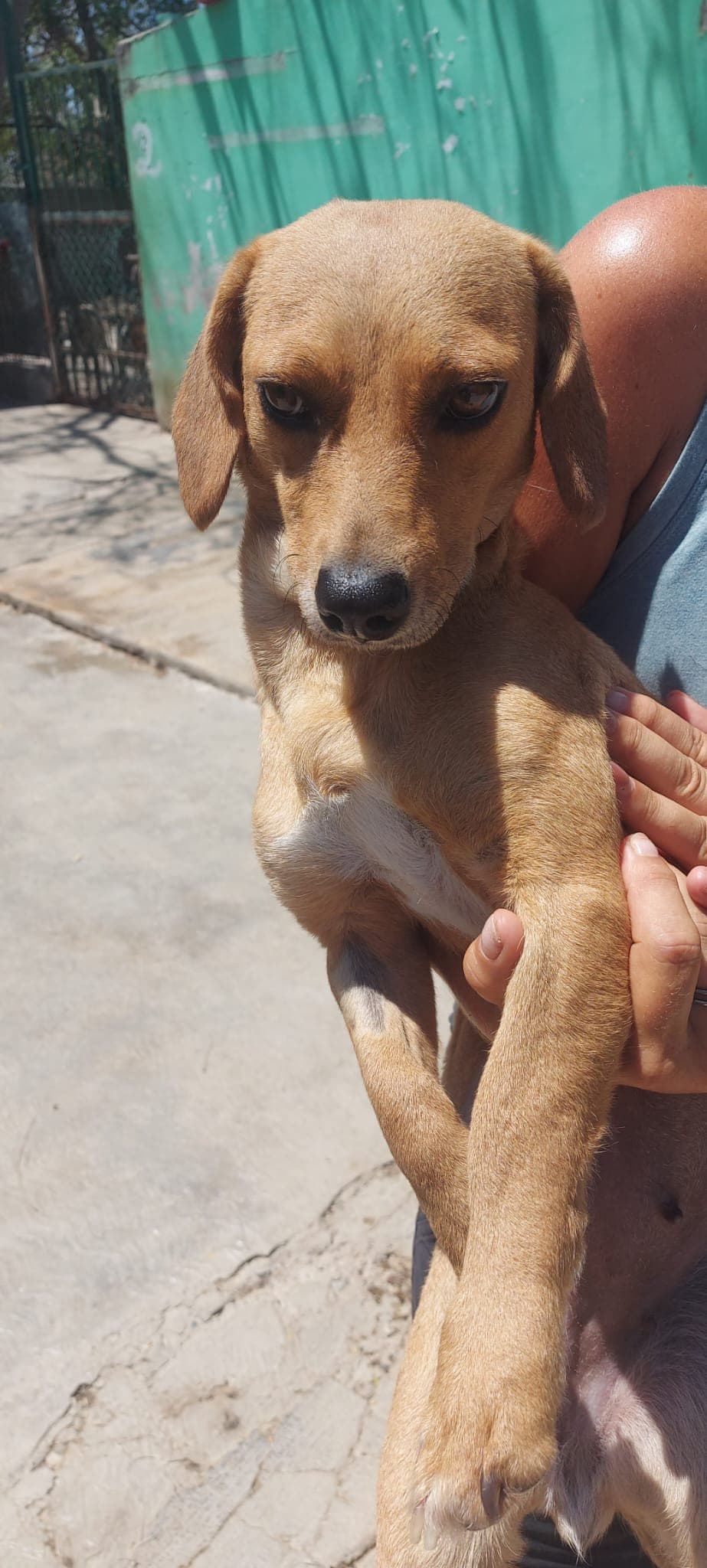 Junie - Dachshund Mix available for adoption at BARCS Rescue in Calgary