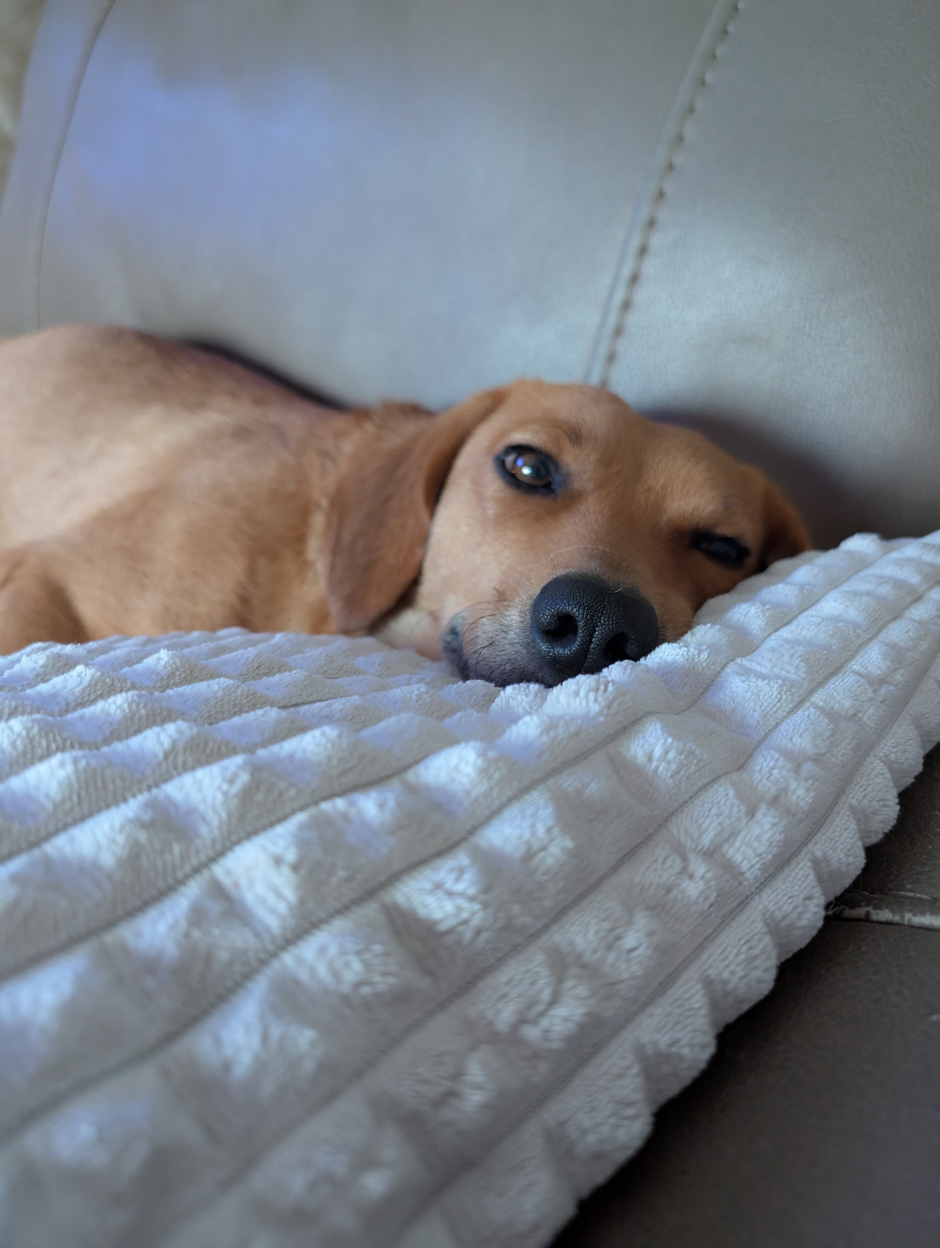 Junie - Dachshund Mix available for adoption in Calgary