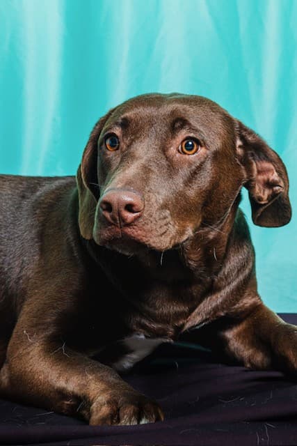Mazapan - Retriever Mix available for adoption at BARCS Rescue in Calgary