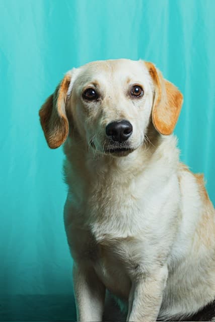 Cemita - Retriever Mix available for adoption at BARCS Rescue in Calgary