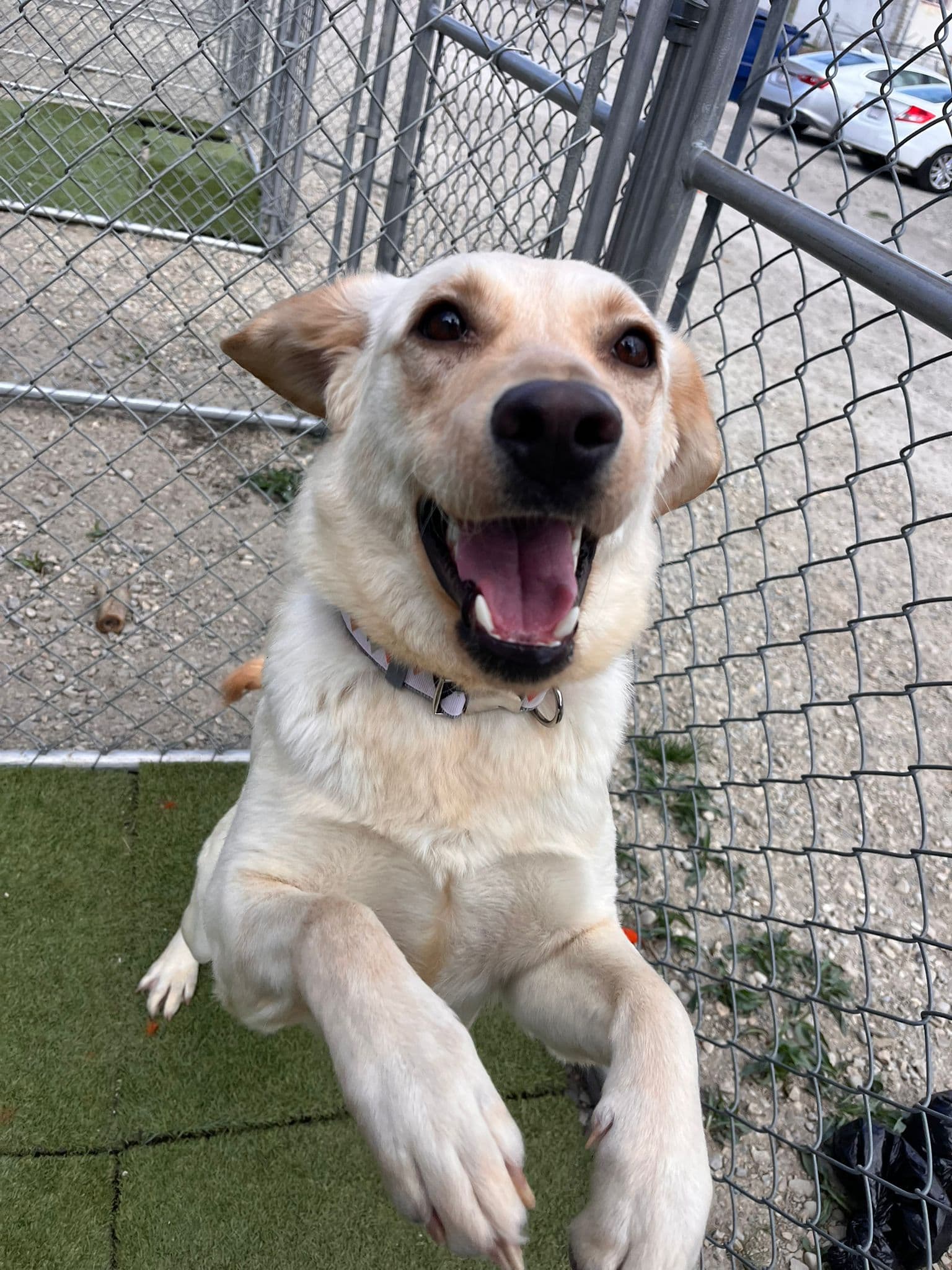 Cemita - Retriever Mix available for adoption at BARCS Rescue in Calgary