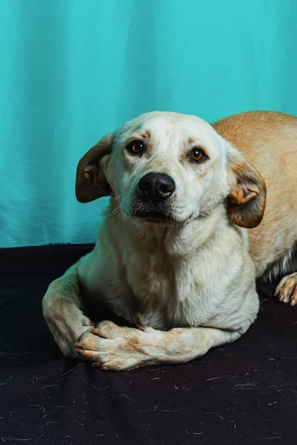 Cuerno - Retriever Mix available for adoption at BARCS Rescue in Calgary