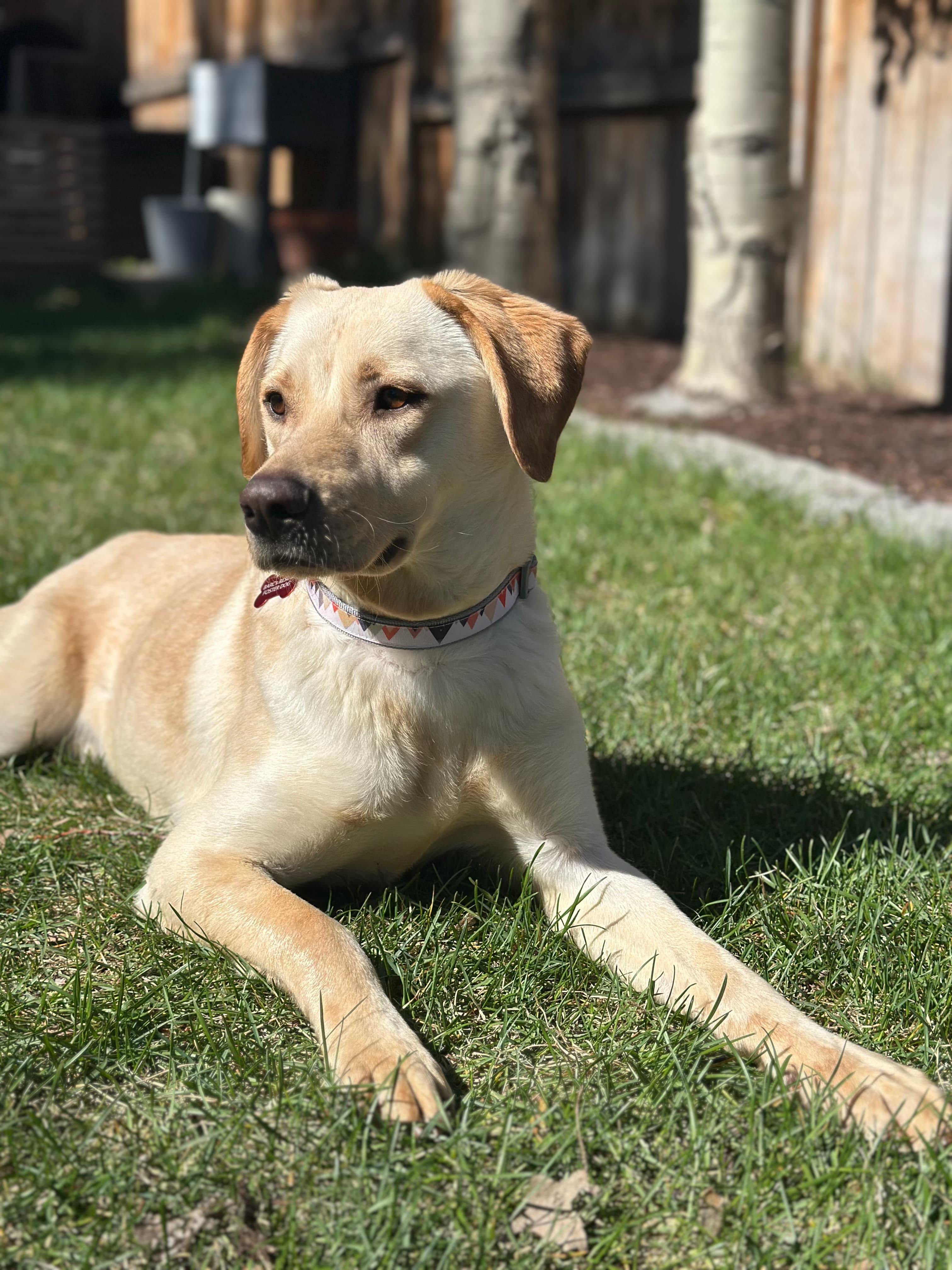 Cuerno - Retriever Mix available for adoption