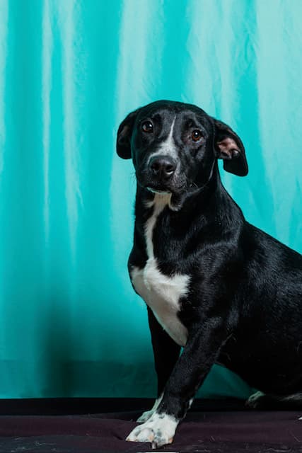 Concha - Retriever Mix available for adoption at BARCS Rescue in Calgary