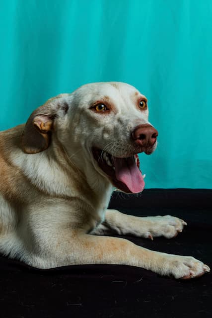Churro - Retriever Mix available for adoption at BARCS Rescue in Calgary