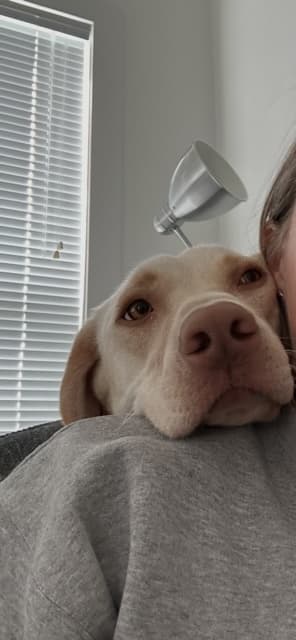 Churro - Retriever Mix available for adoption in Calgary