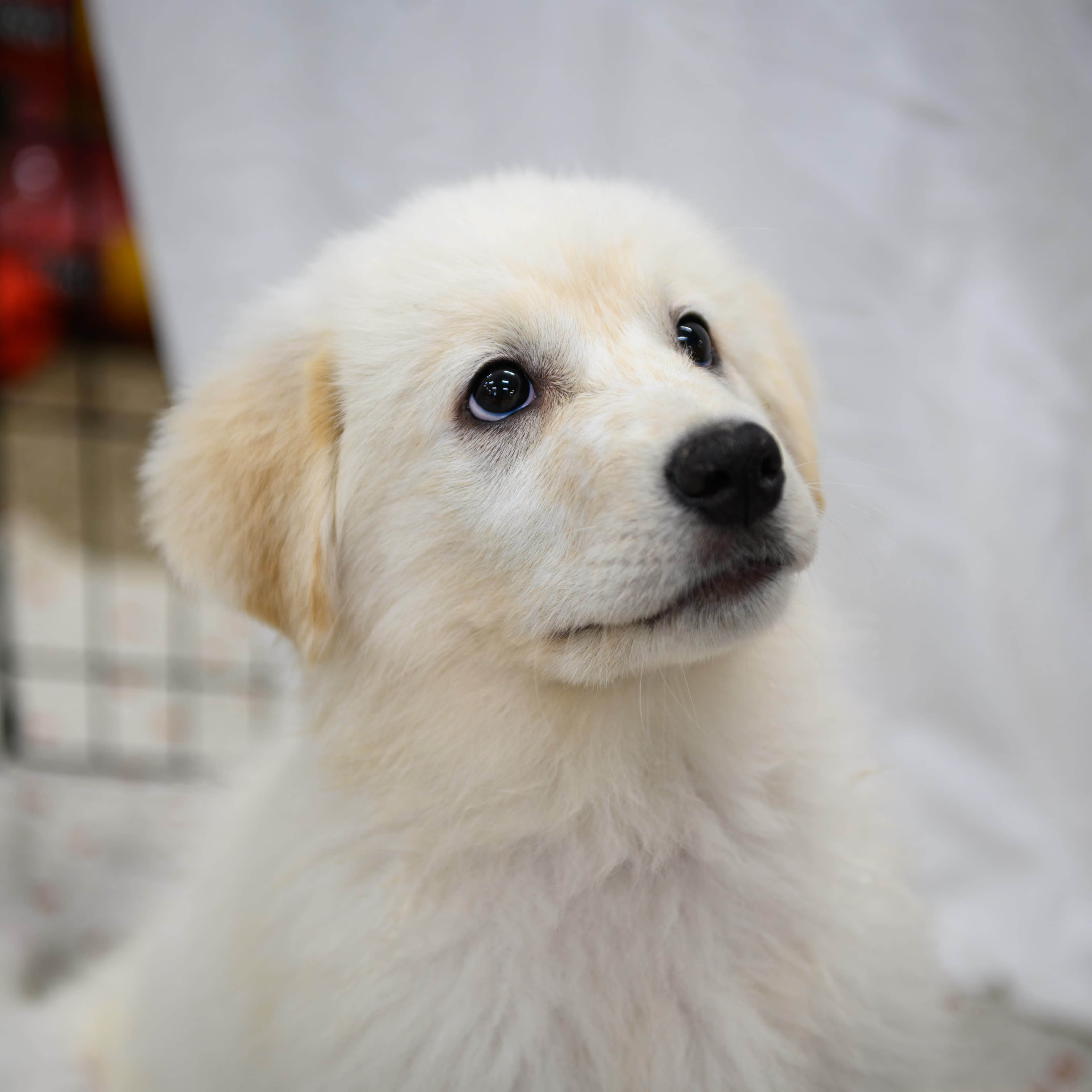 Blobfish - Great Pyrenees Mix available for adoption in Calgary