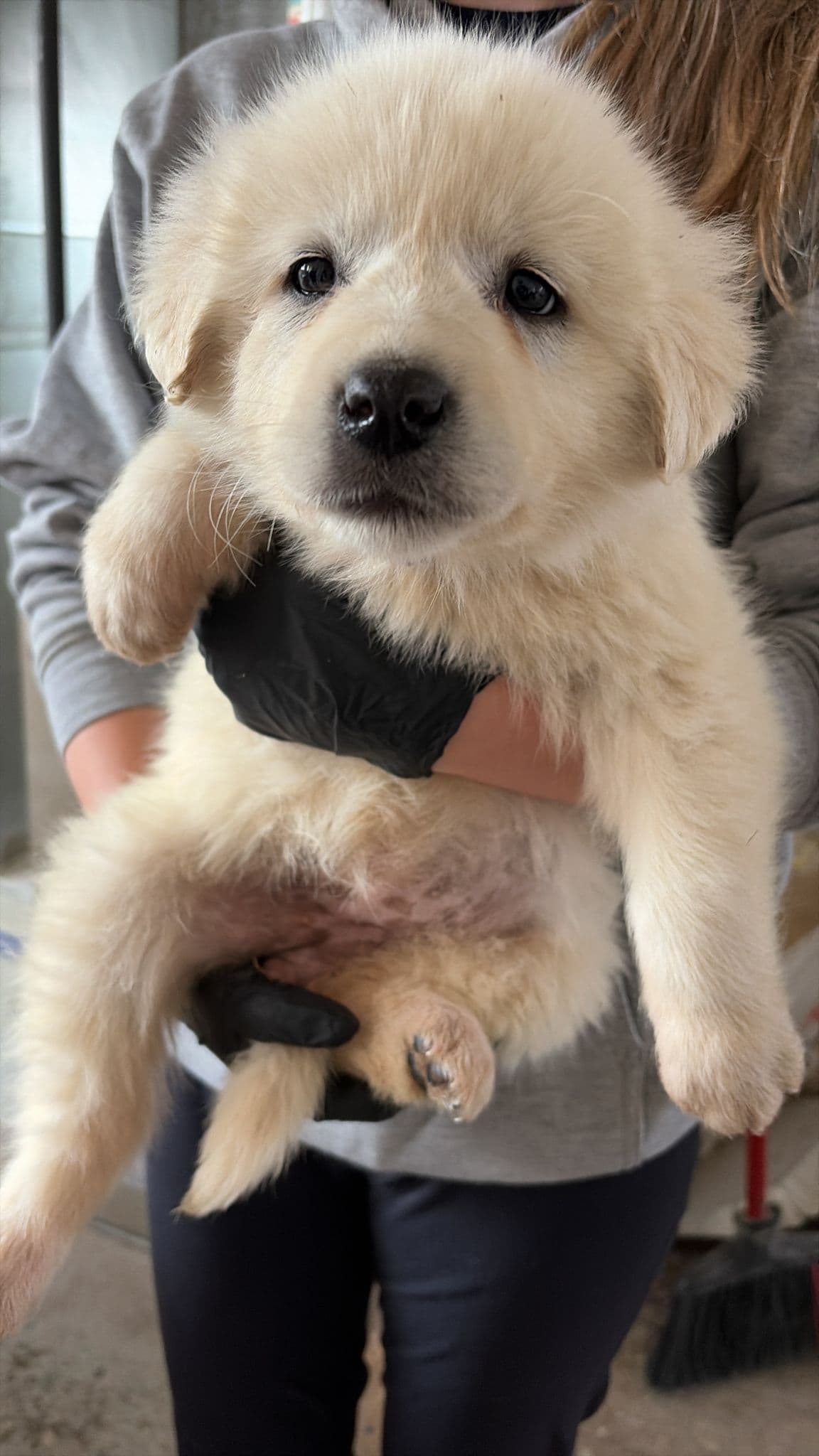 Blobfish - Great Pyrenees Mix available for adoption at BARCS Rescue in Calgary