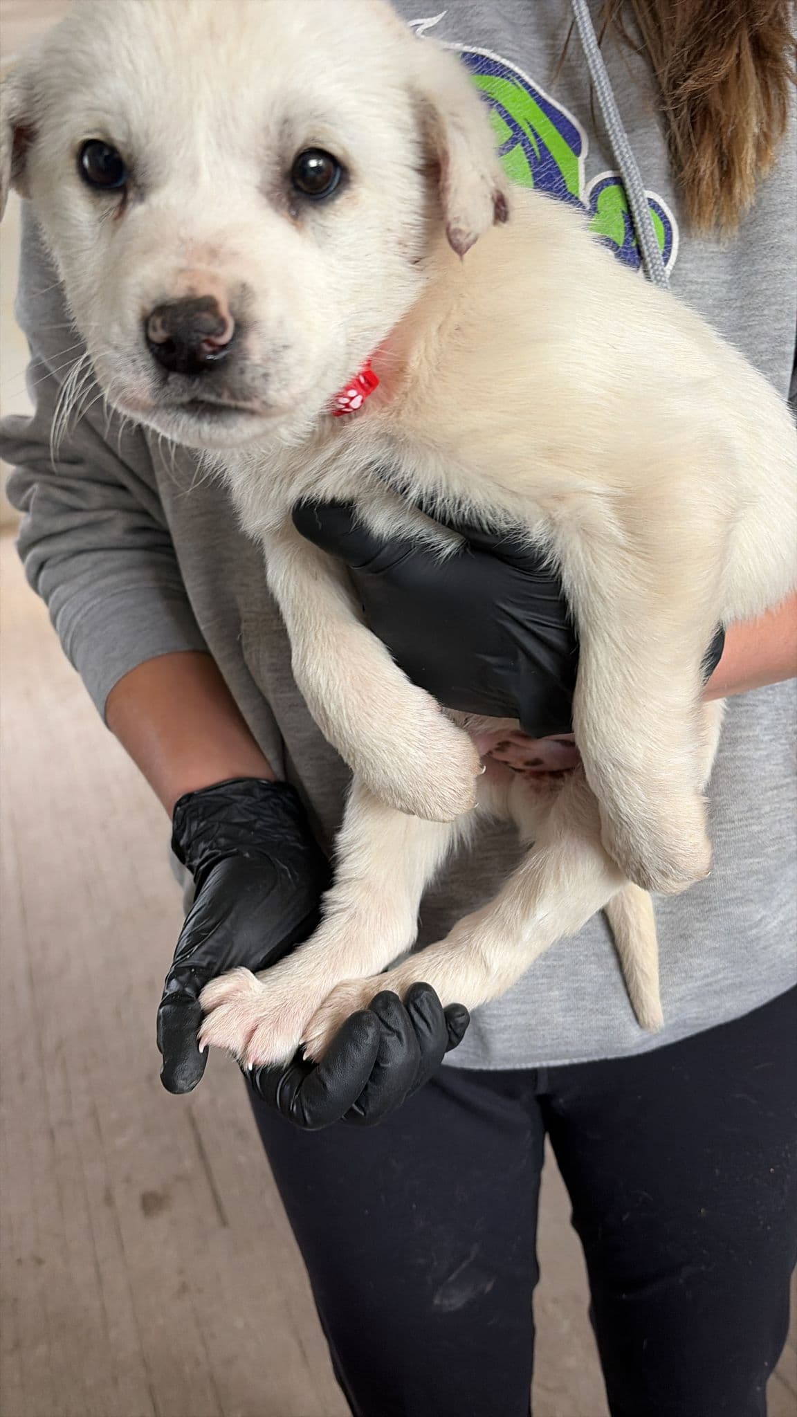 Lobster - Great Pyrenees Mix available for adoption at BARCS Rescue in Calgary